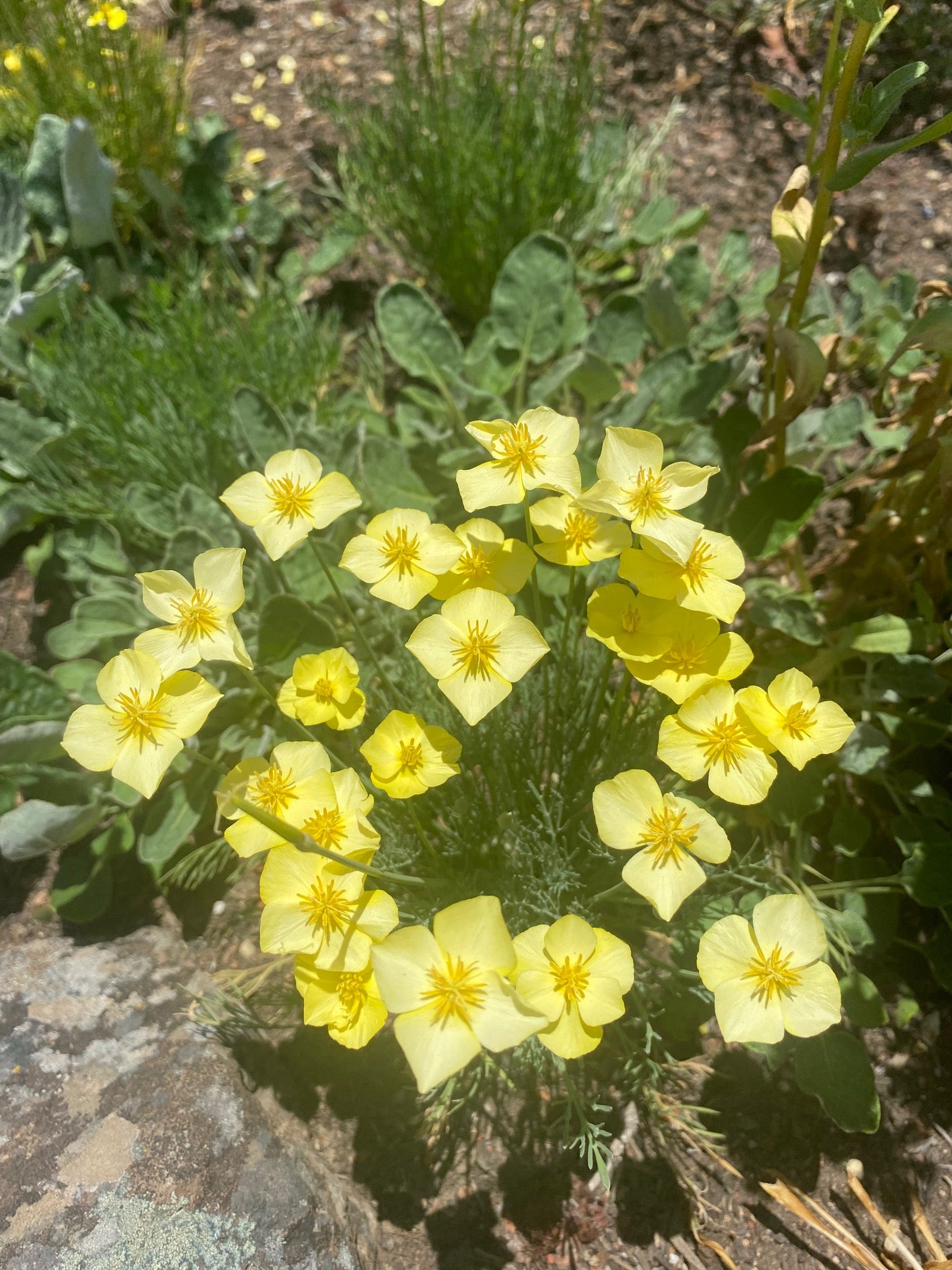Tufted California Poppy | Eschscholzia caespitosa