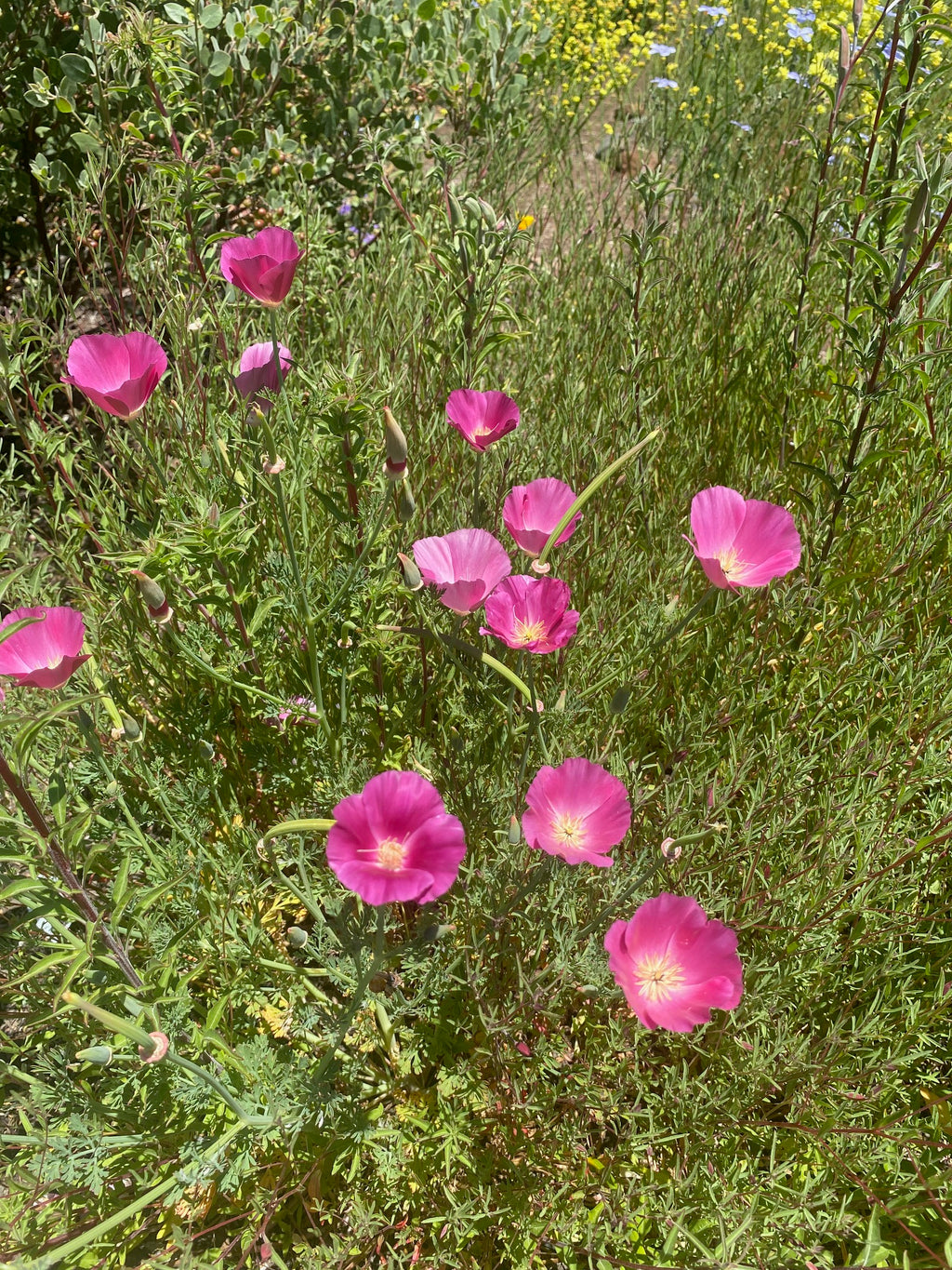 California Poppy "Purple Gleam" | Eschscholzia californica Seeds