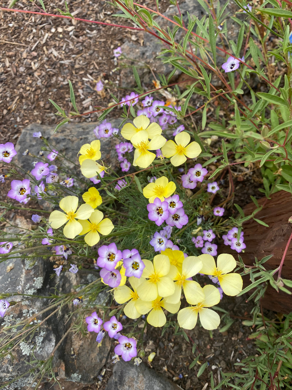 Birds Eyes | Gilia tricolor seeds