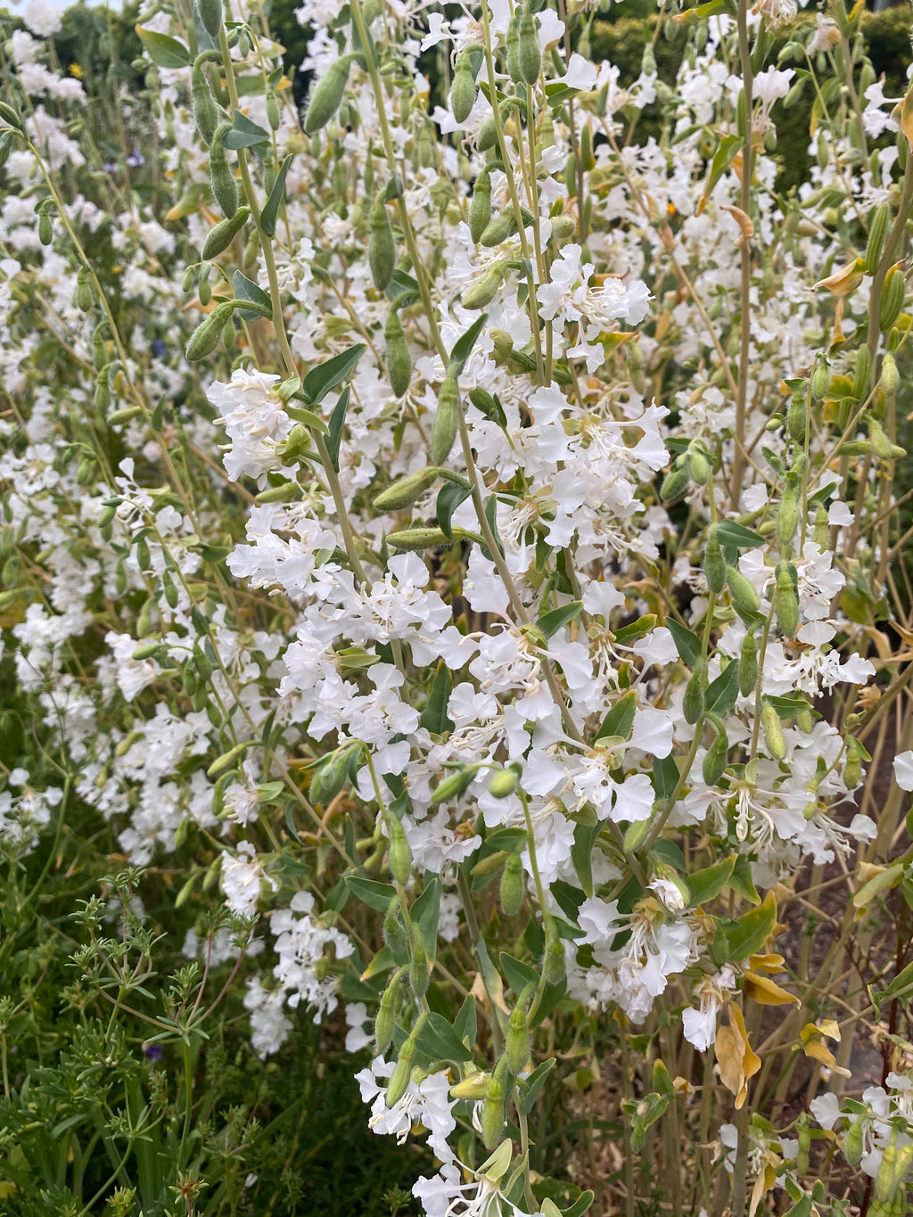 Mountain Garland White Clarkia | Clarkia unguiculata
