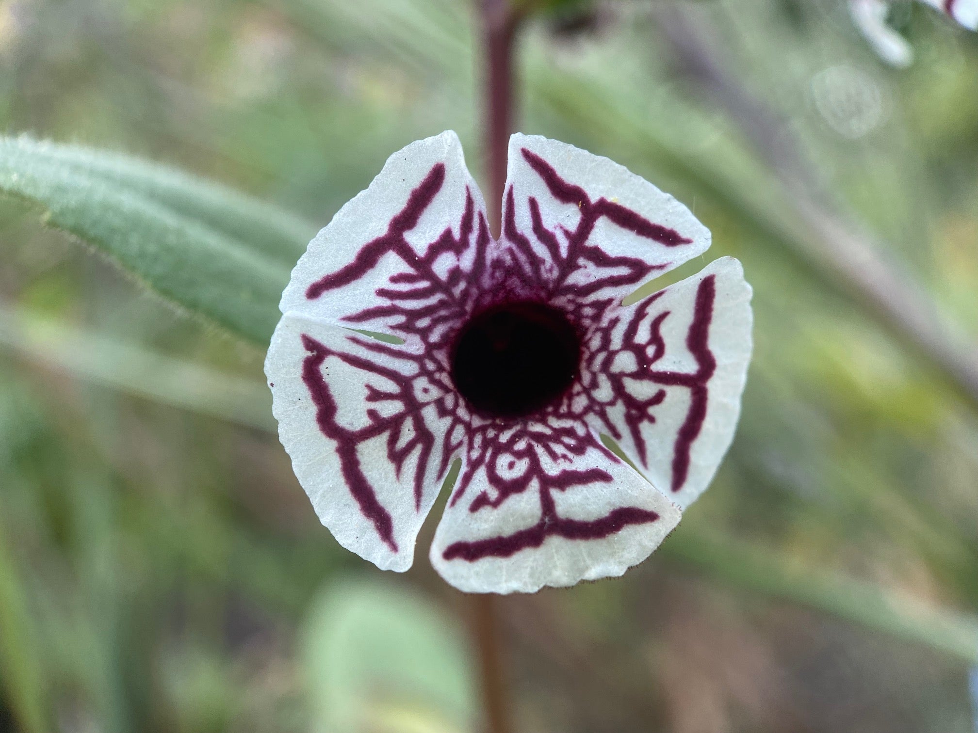 Calico Monkeyflower
