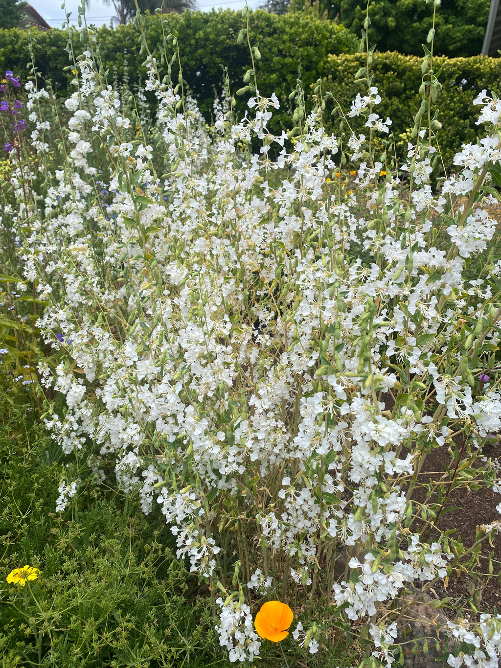 Mountain Garland White Clarkia | Clarkia unguiculata