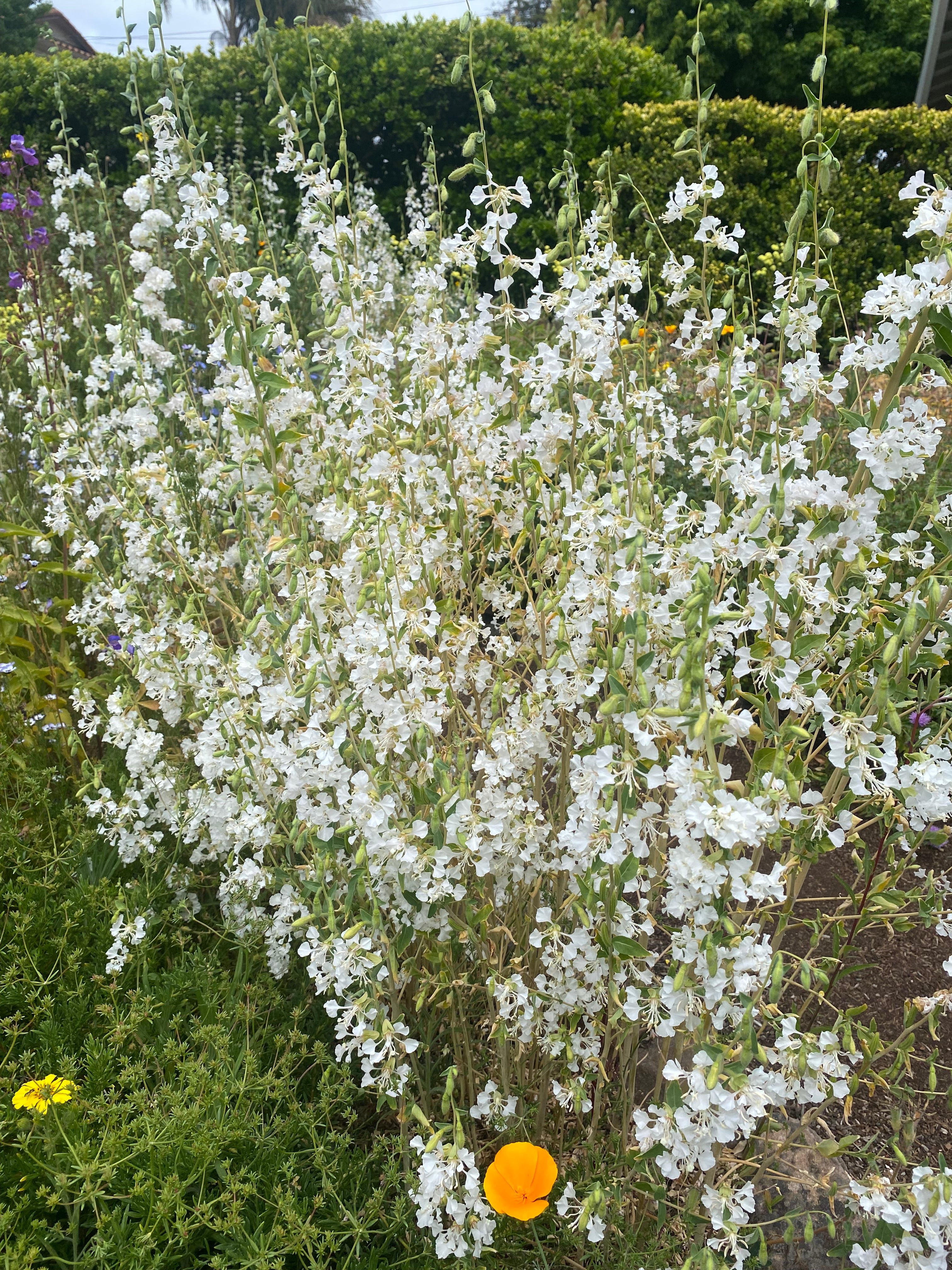 Mountain Garland White Clarkia | Clarkia unguiculata seeds