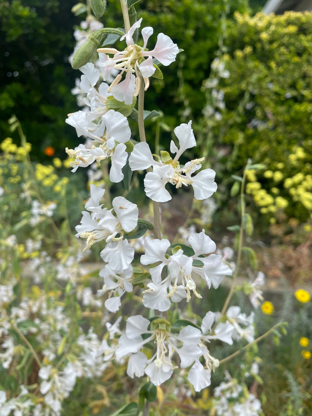 Mountain Garland White Clarkia | Clarkia unguiculata