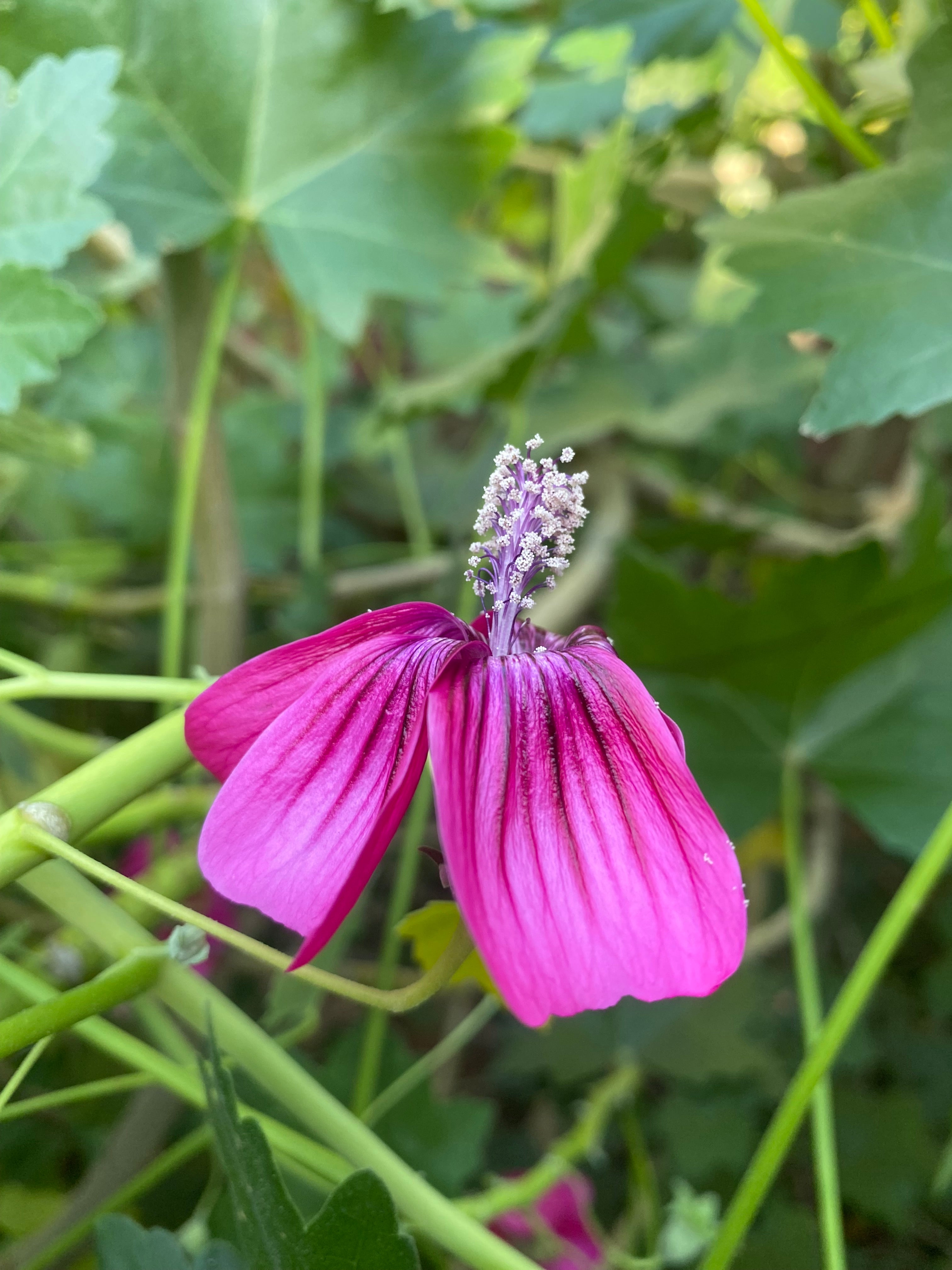 Island Mallow | Malva assurgentiflora – CaliforniaNativeSeeds.com