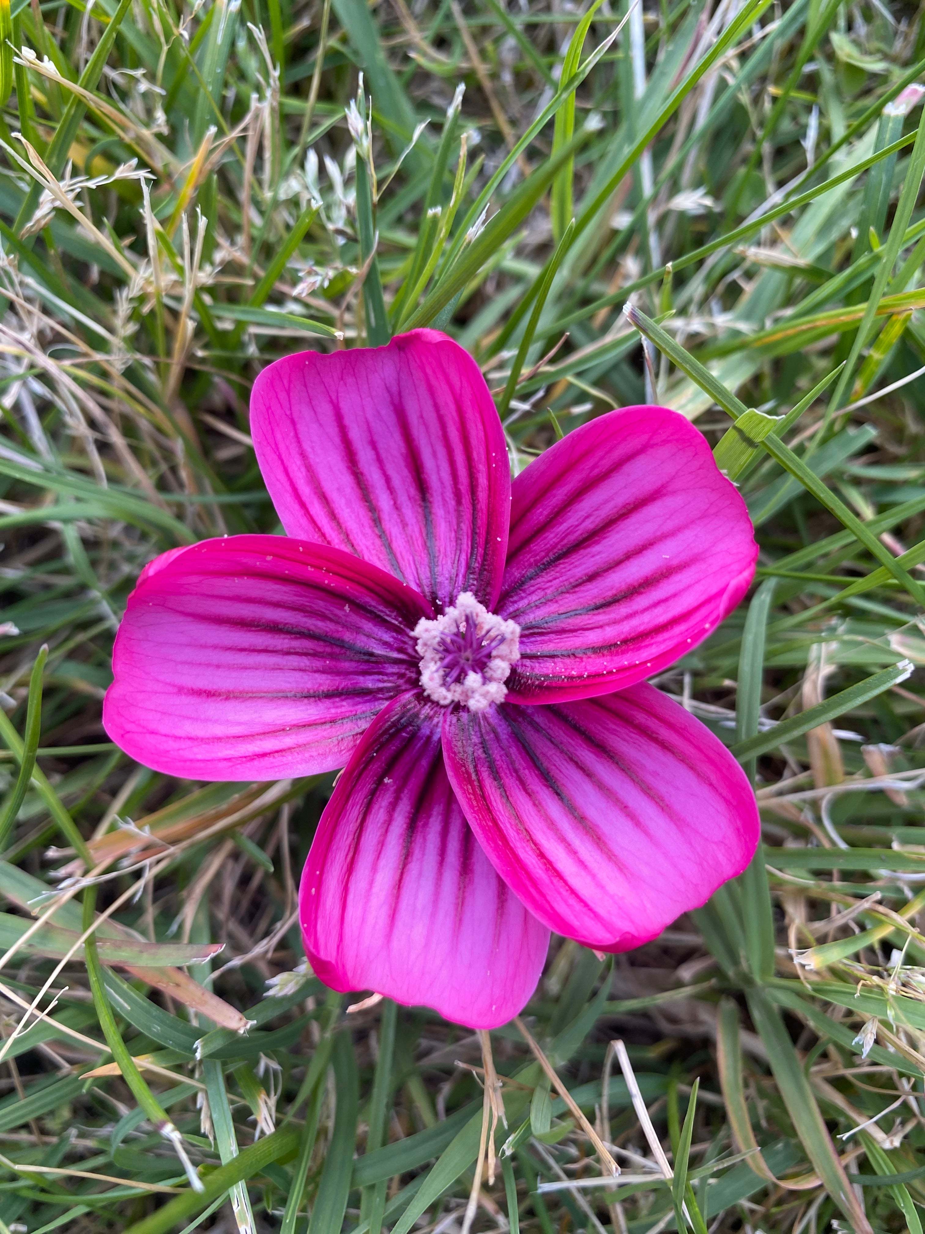 Island Mallow | Malva assurgentiflora seeds