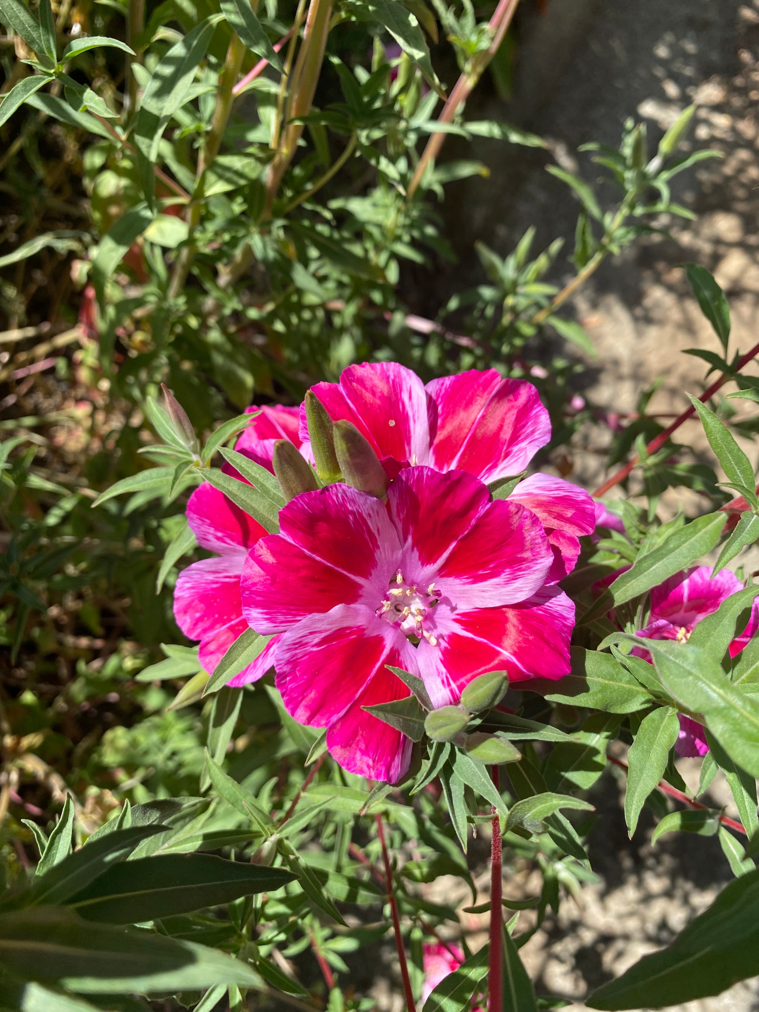 Clarkia Mix | Clarkia ssp. seeds