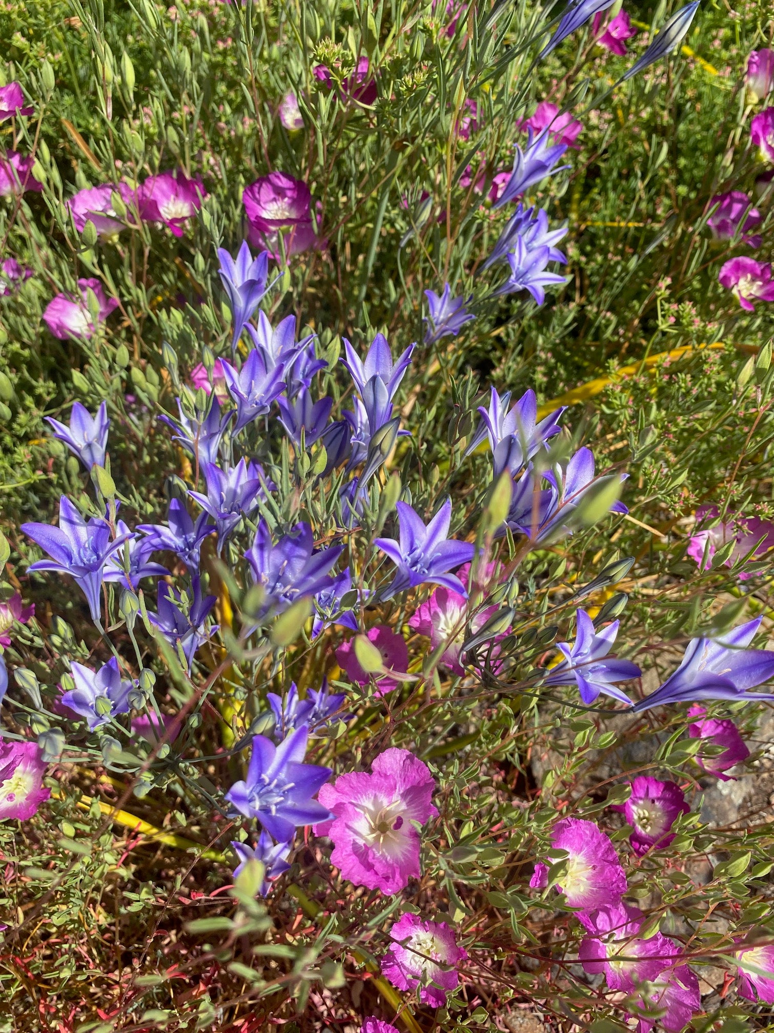Ithuriel's Spear | Triteleia laxa seeds