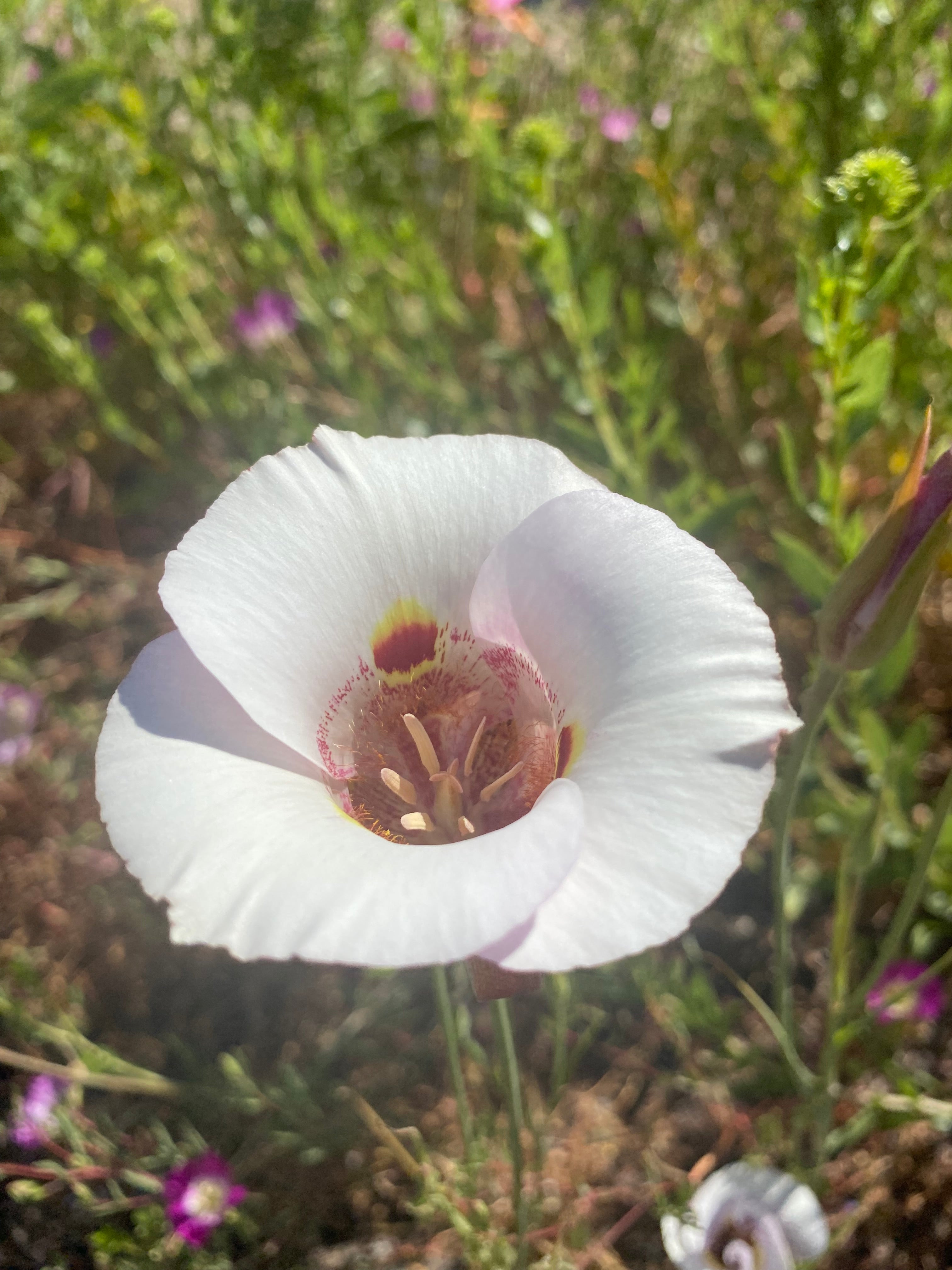 Butterfly Mariposa Lily | Calochortus Venustus - Seeds