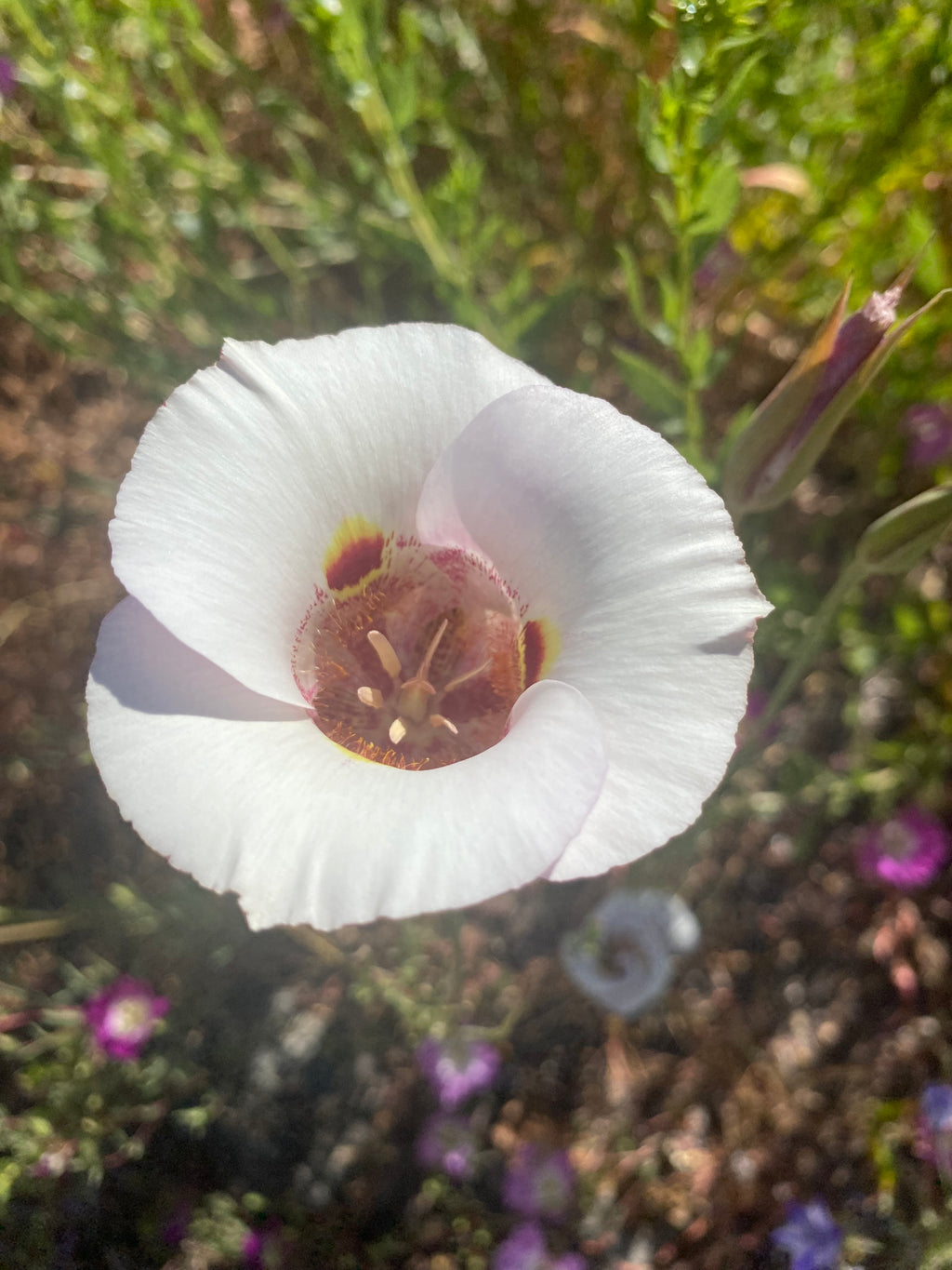 white mariposa lily Butterfly Mariposa Lily