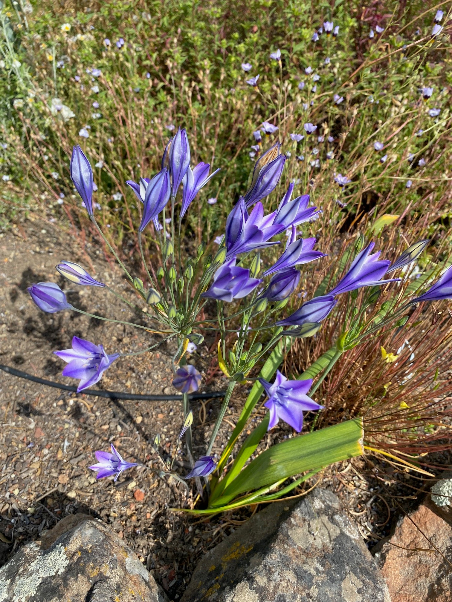 Ithuriel's Spear | Triteleia laxa seeds