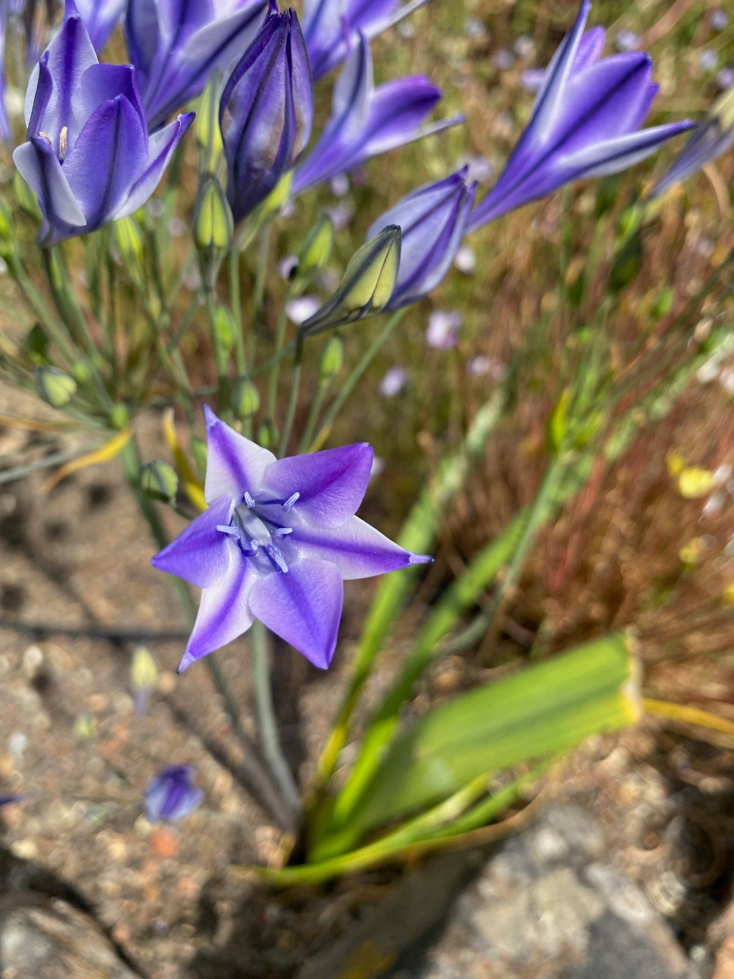 Ithuriel's Spear | Triteleia laxa seeds