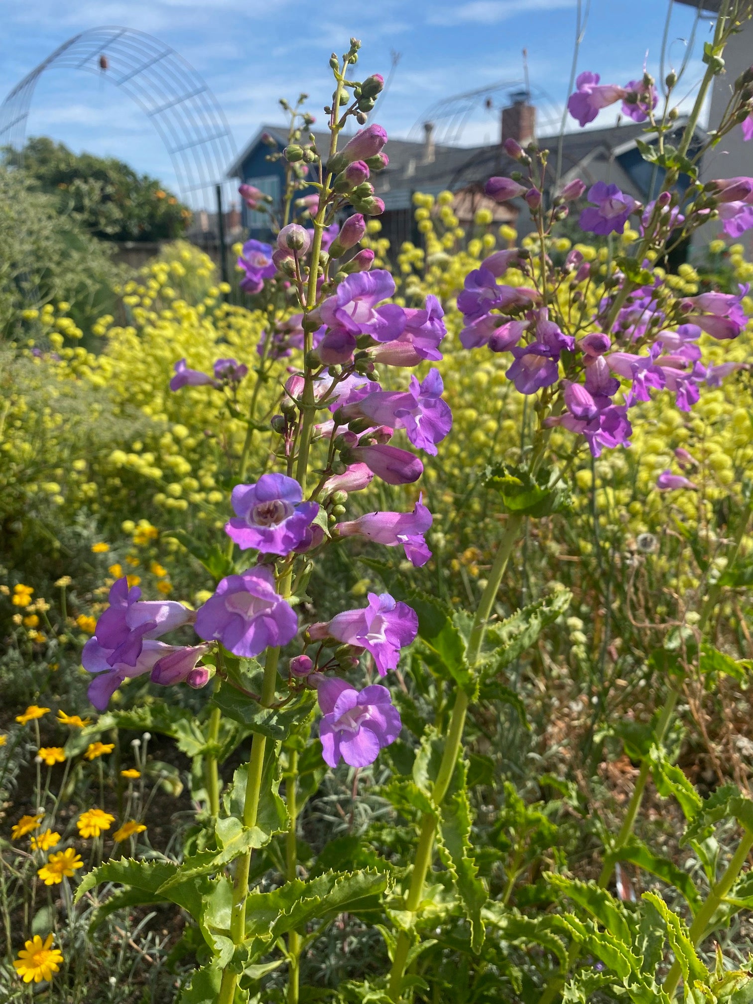 Showy Penstemon | Penstemon spectabilis