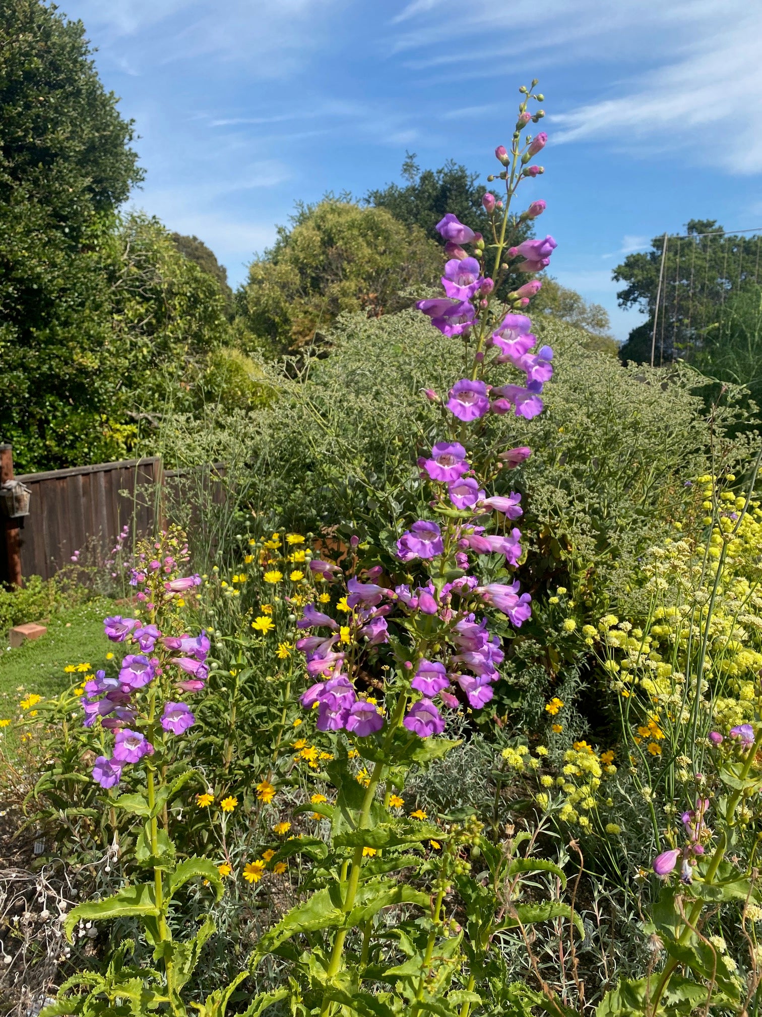 Showy Penstemon | Penstemon spectabilis