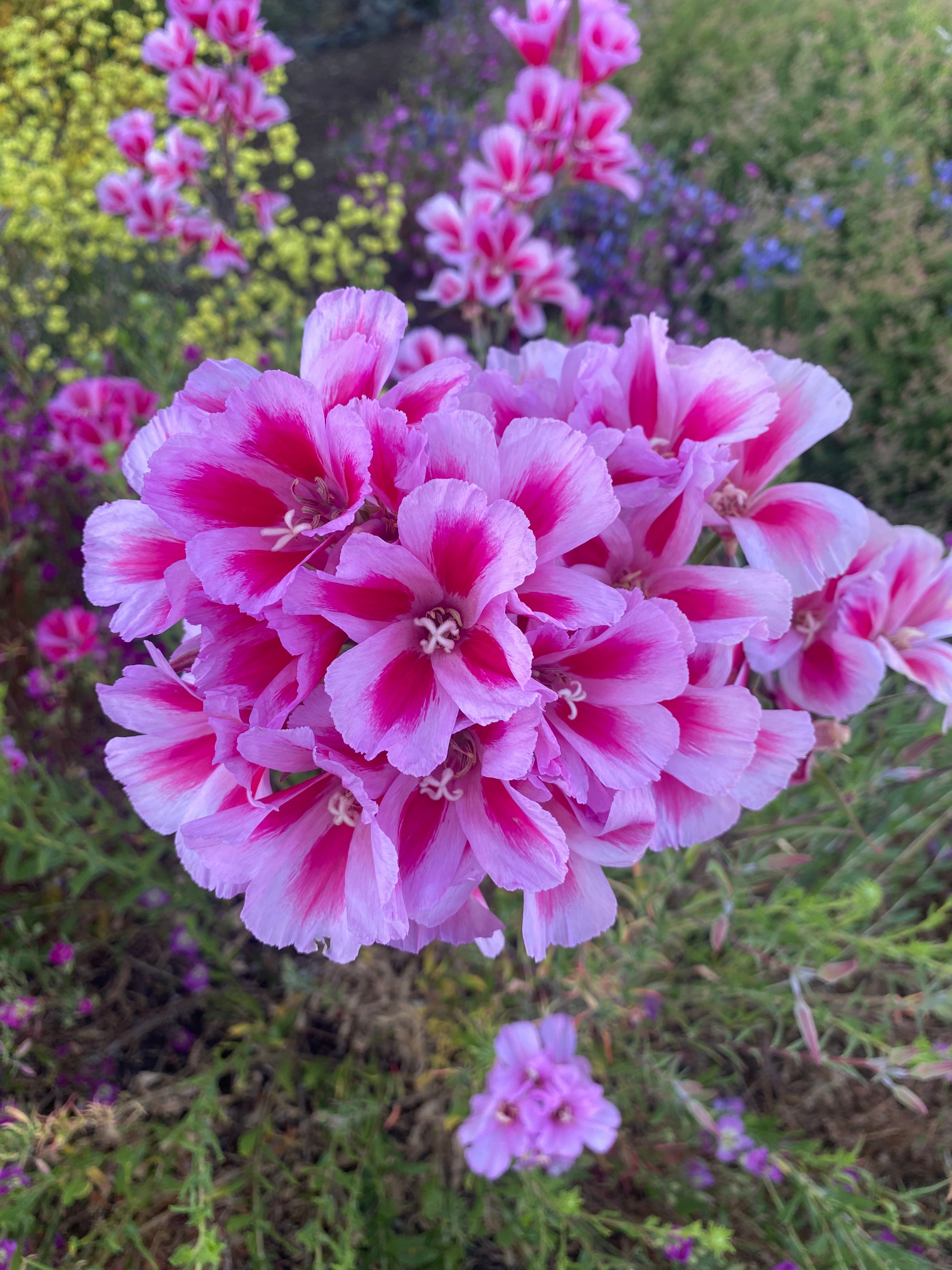 Clarkia Mix | Clarkia ssp. seeds