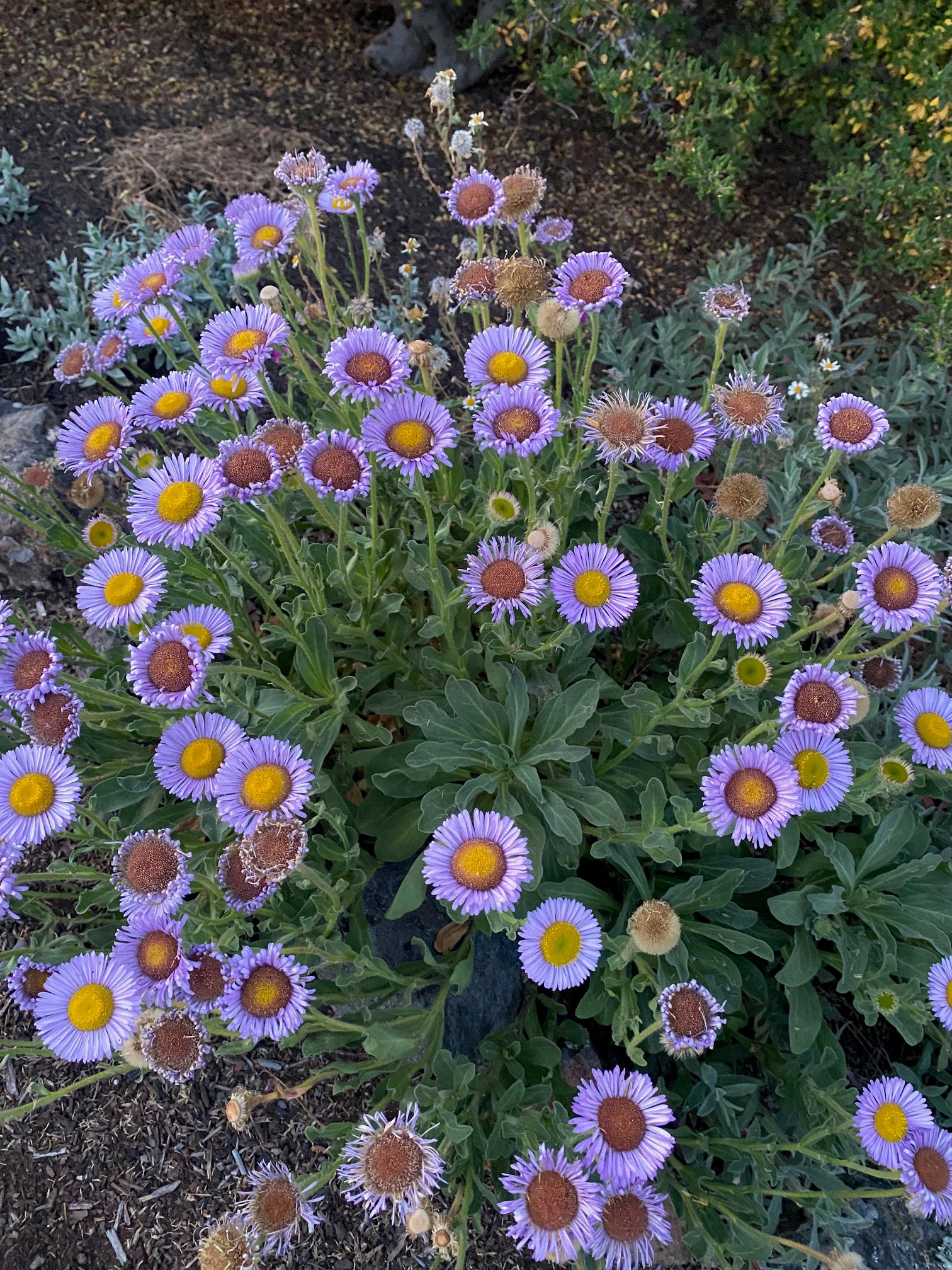 Seaside Daisy | Erigeron glaucus seeds