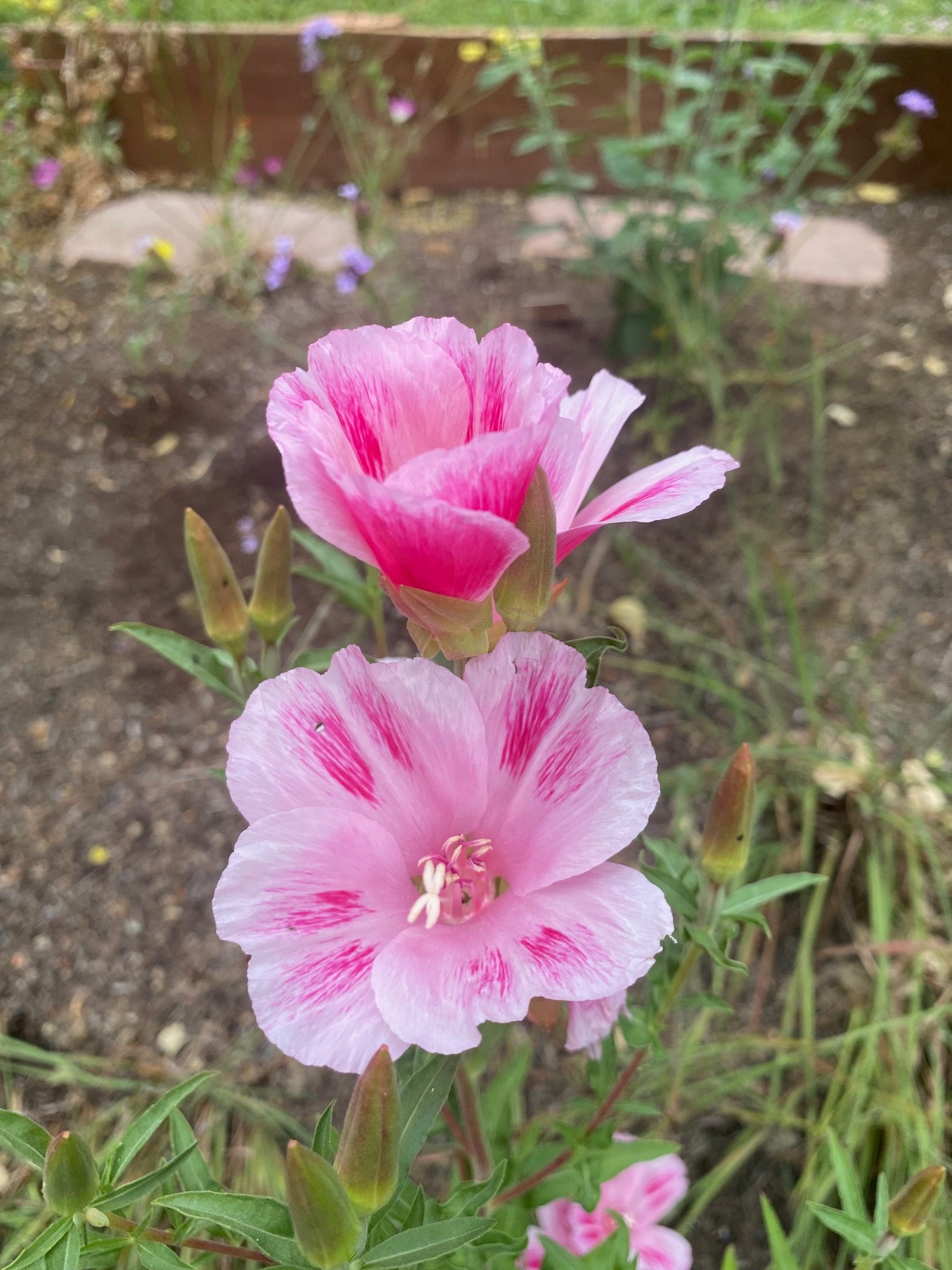 Clarkia Mix | Clarkia ssp. seeds