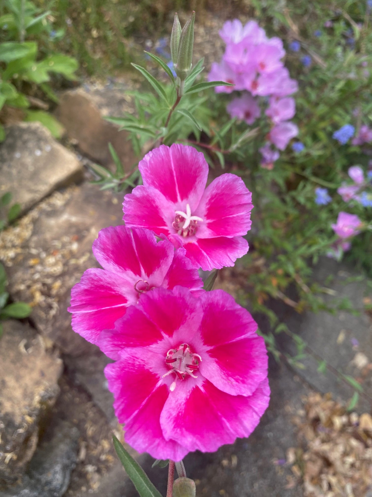Clarkia Mix | Clarkia ssp. seeds