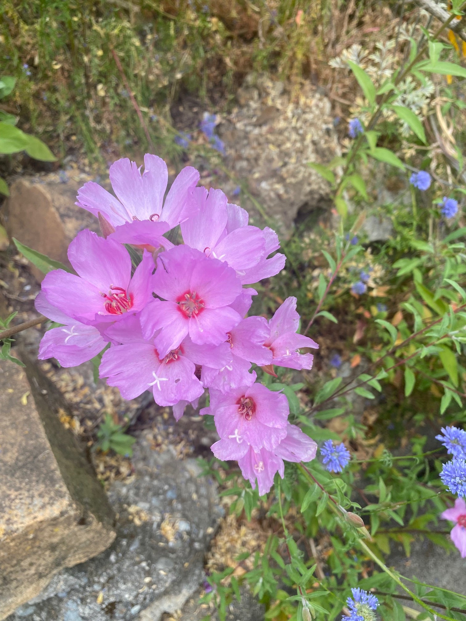 Clarkia Mix | Clarkia ssp. seeds