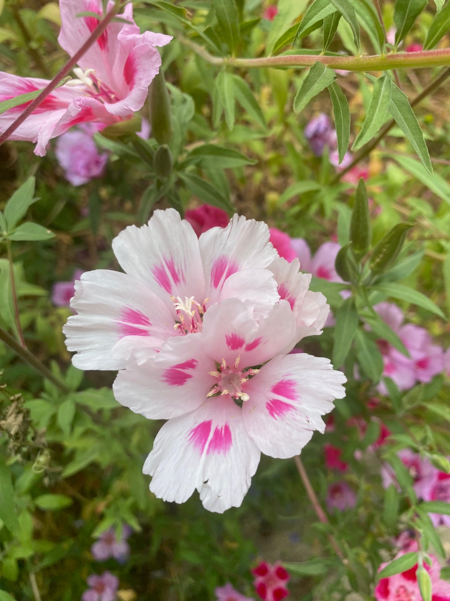 Clarkia Mix | Clarkia ssp. seeds