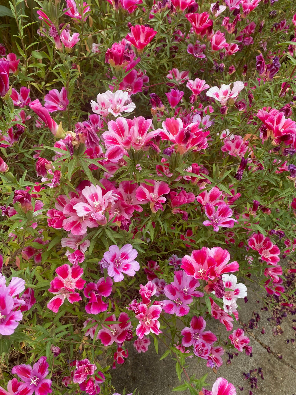 Clarkia Carnival seed set - 8 Varieties