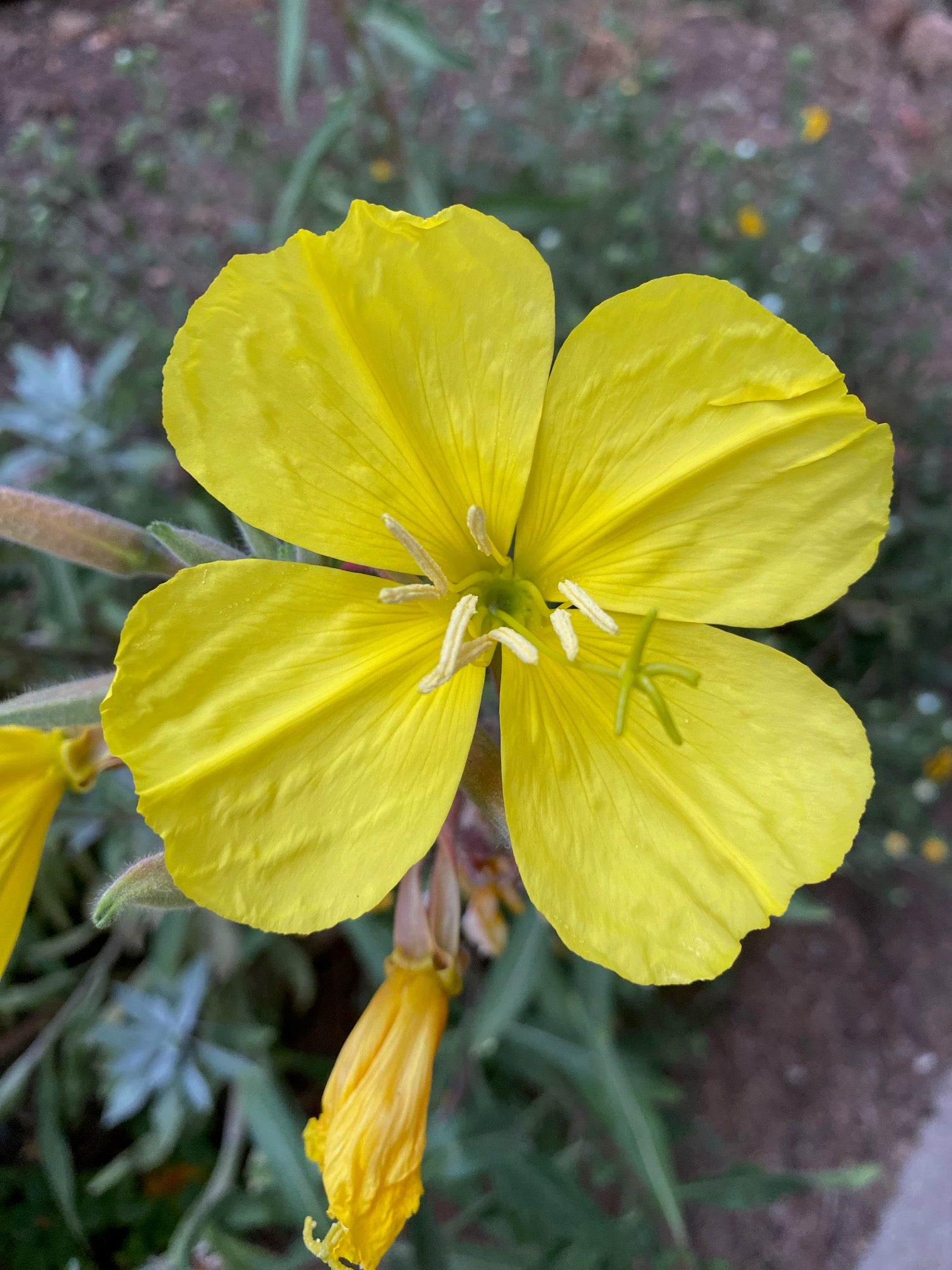 Hooker's Evening Primrose | Oenothera elata seeds