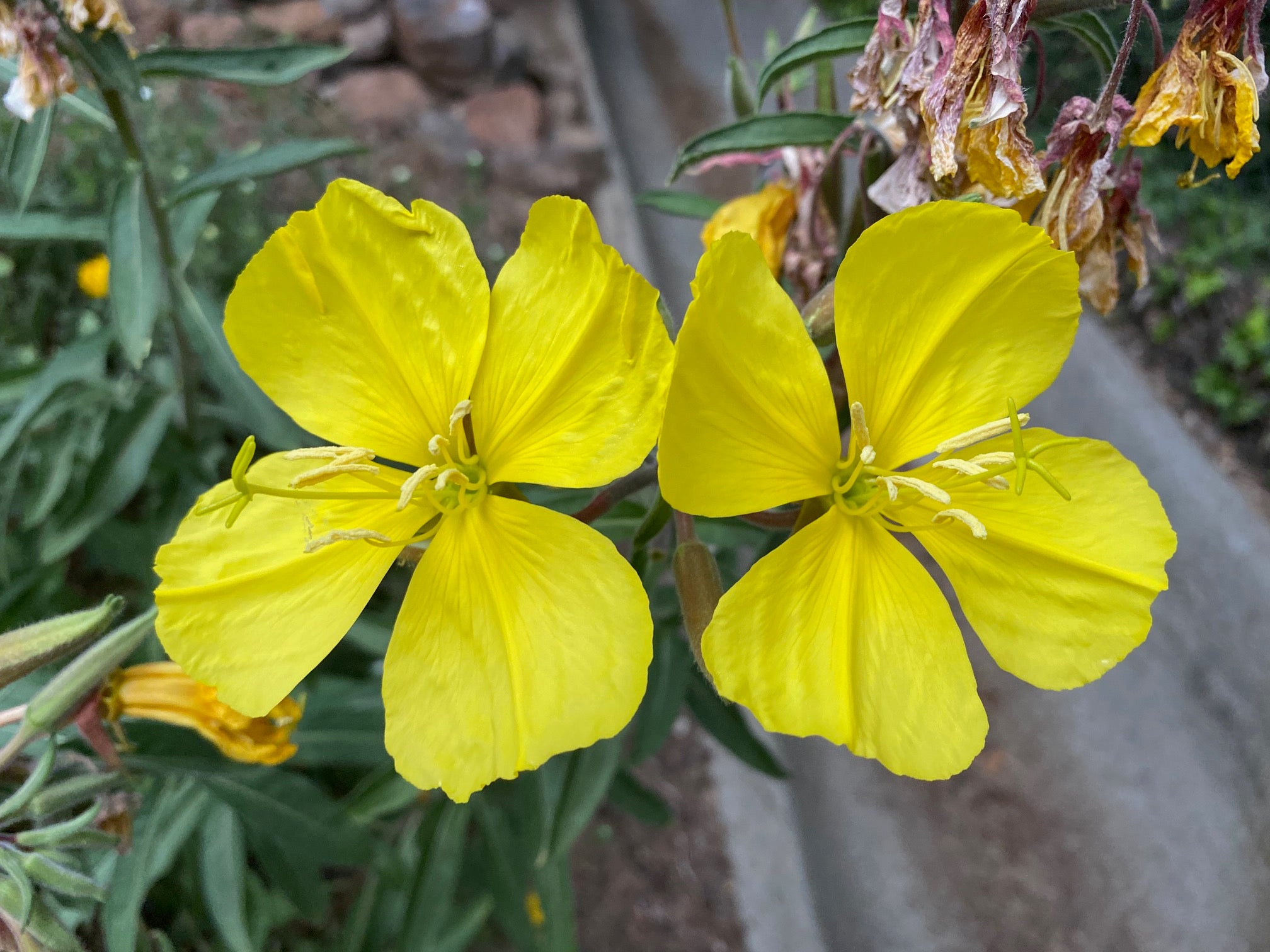 Hooker's Evening Primrose | Oenothera elata seeds