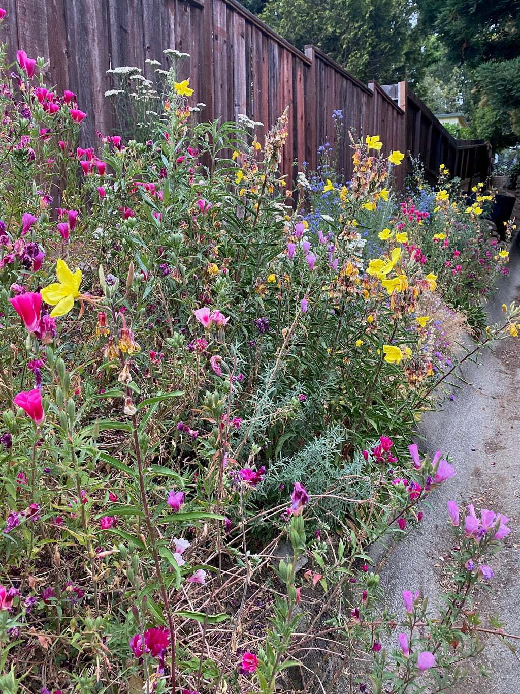 Hooker's Evening Primrose | Oenothera elata