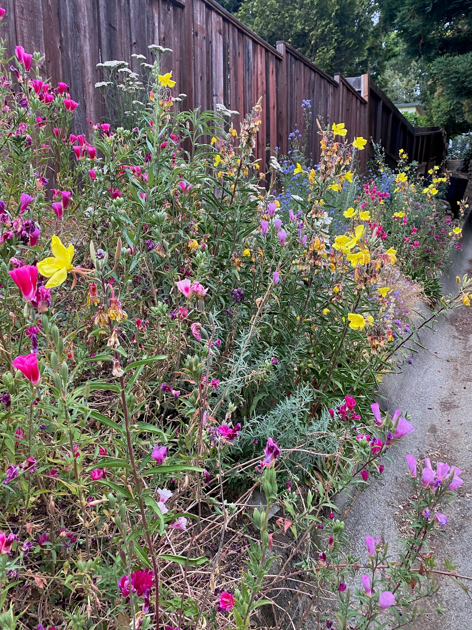 Hooker's Evening Primrose | Oenothera elata seeds