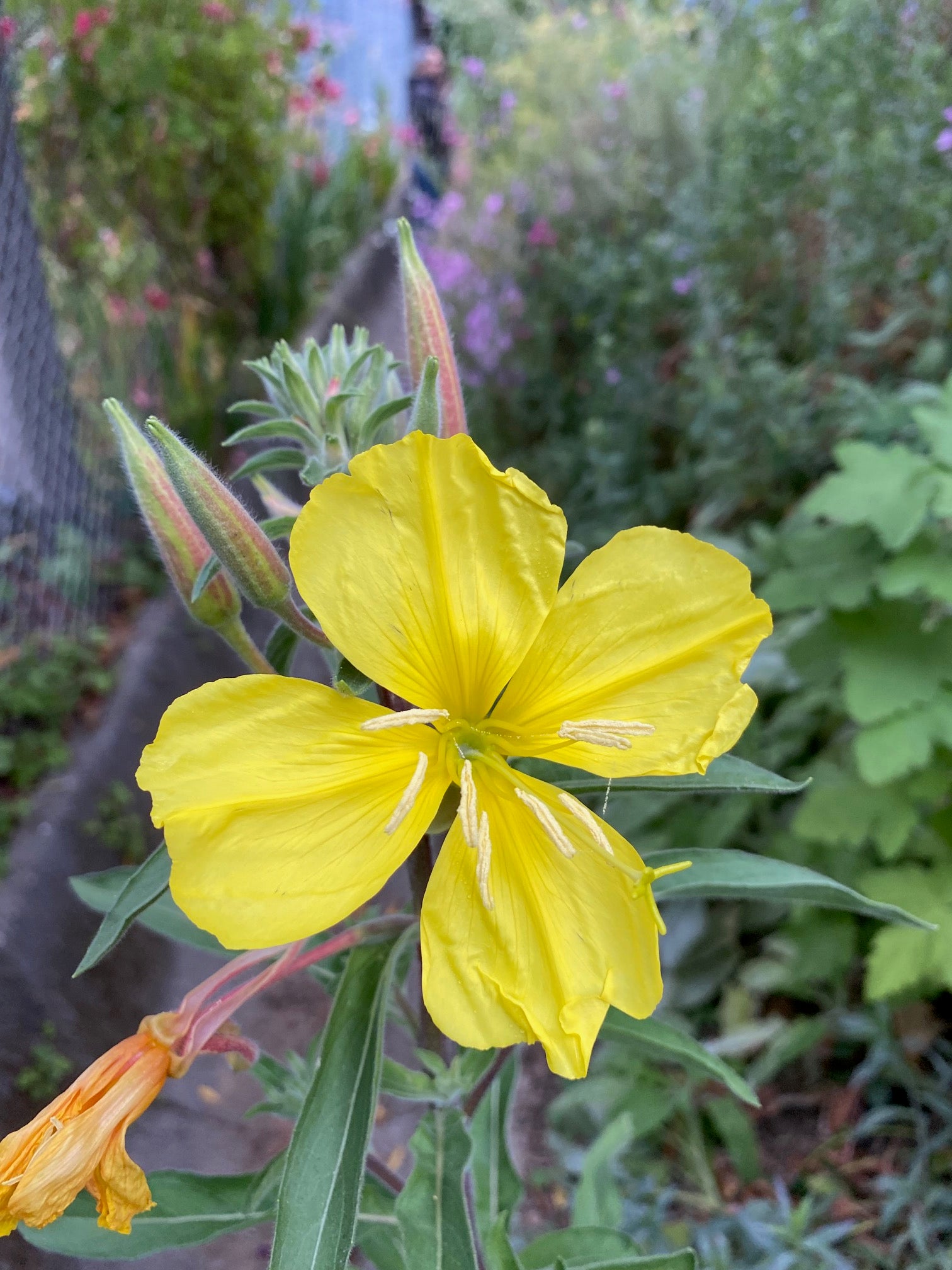 Hooker's Evening Primrose | Oenothera elata seeds