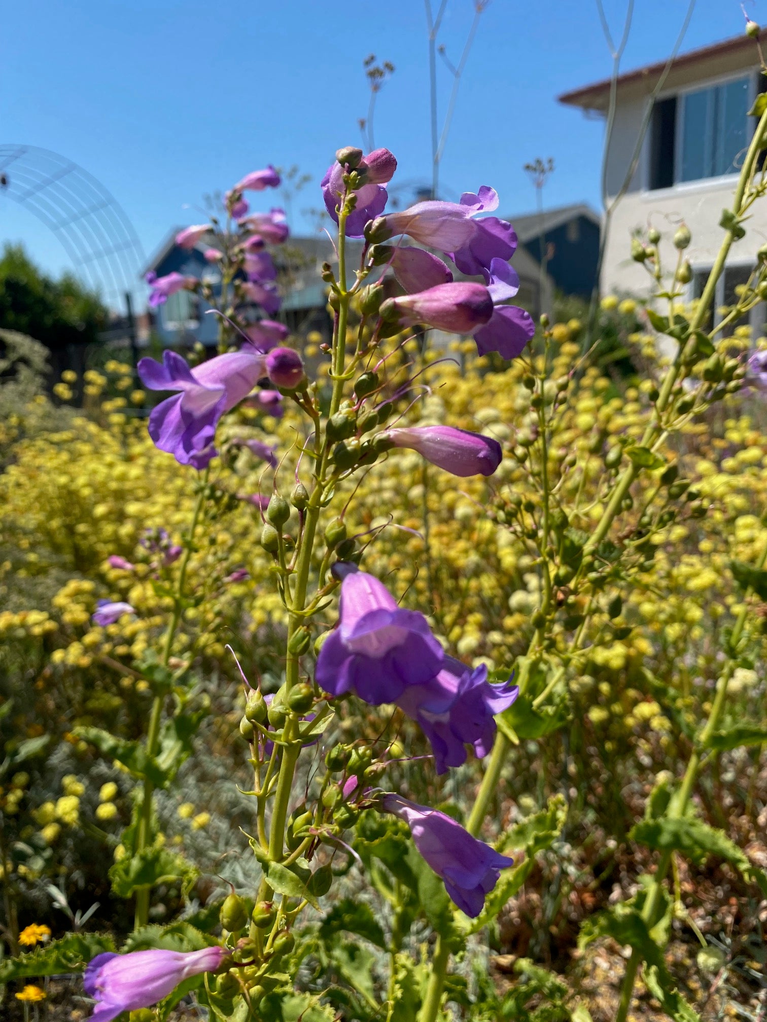 Showy Penstemon | Penstemon spectabilis