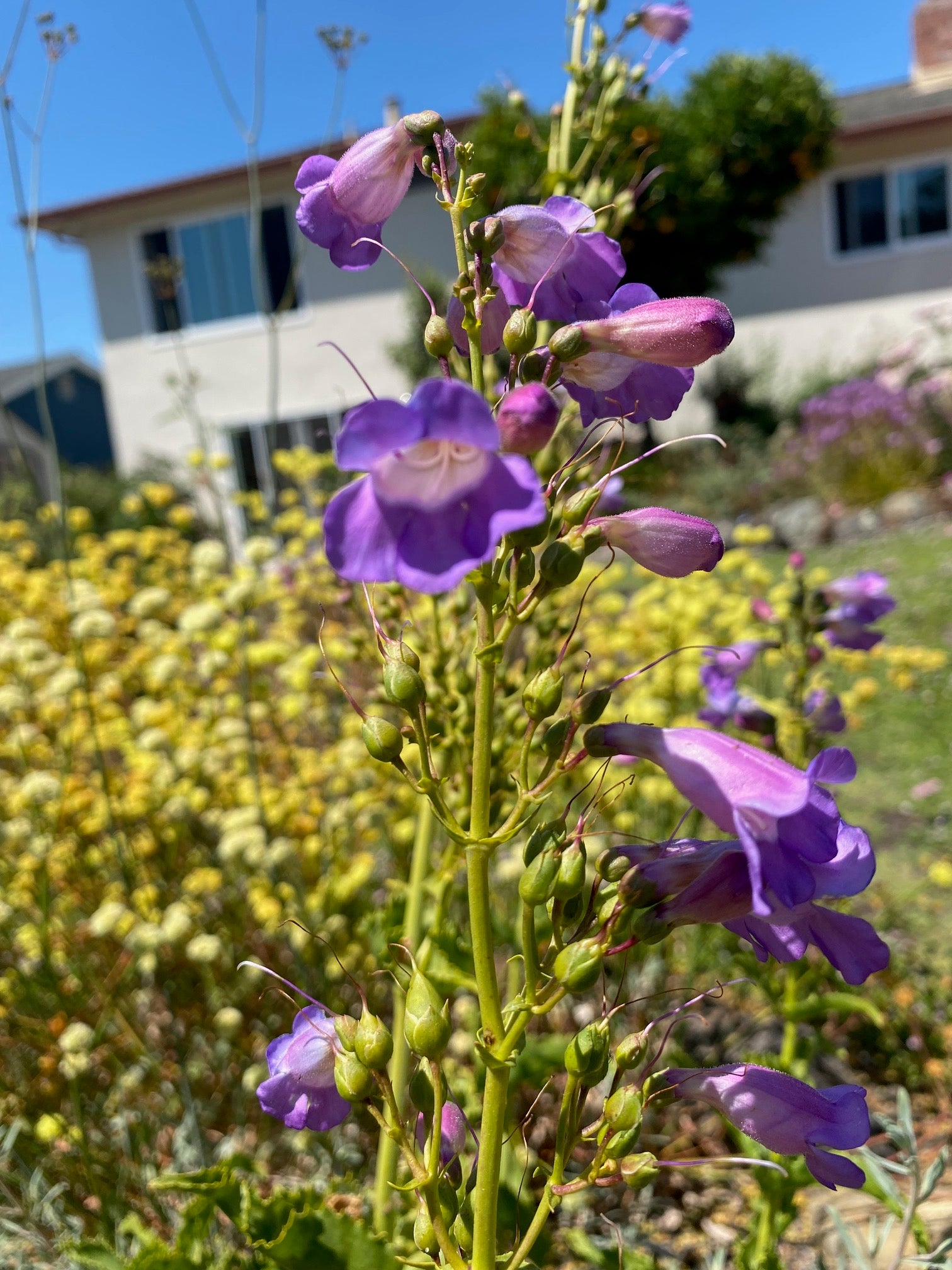 Showy Penstemon | Penstemon spectabilis