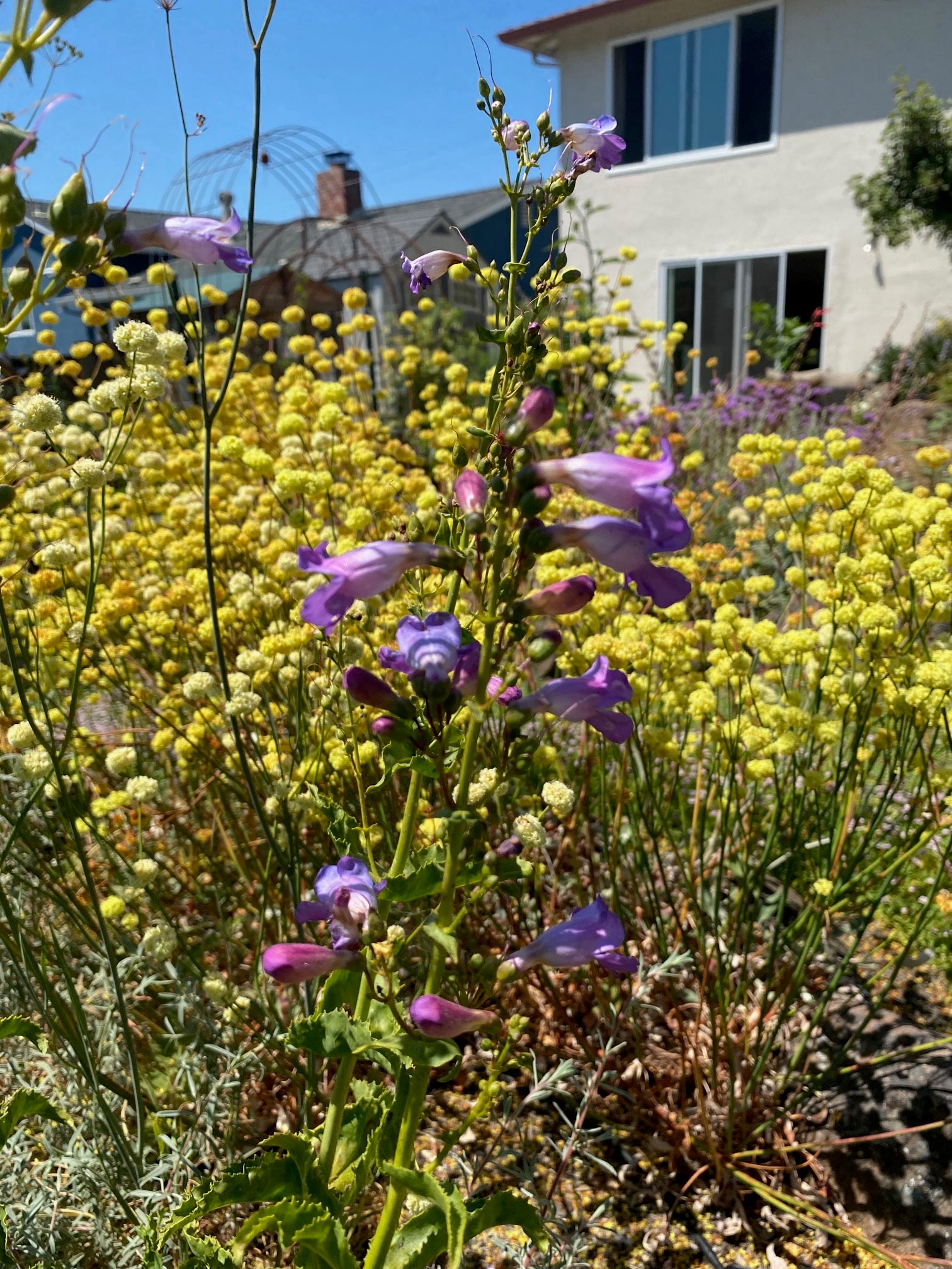 Showy Penstemon | Penstemon spectabilis