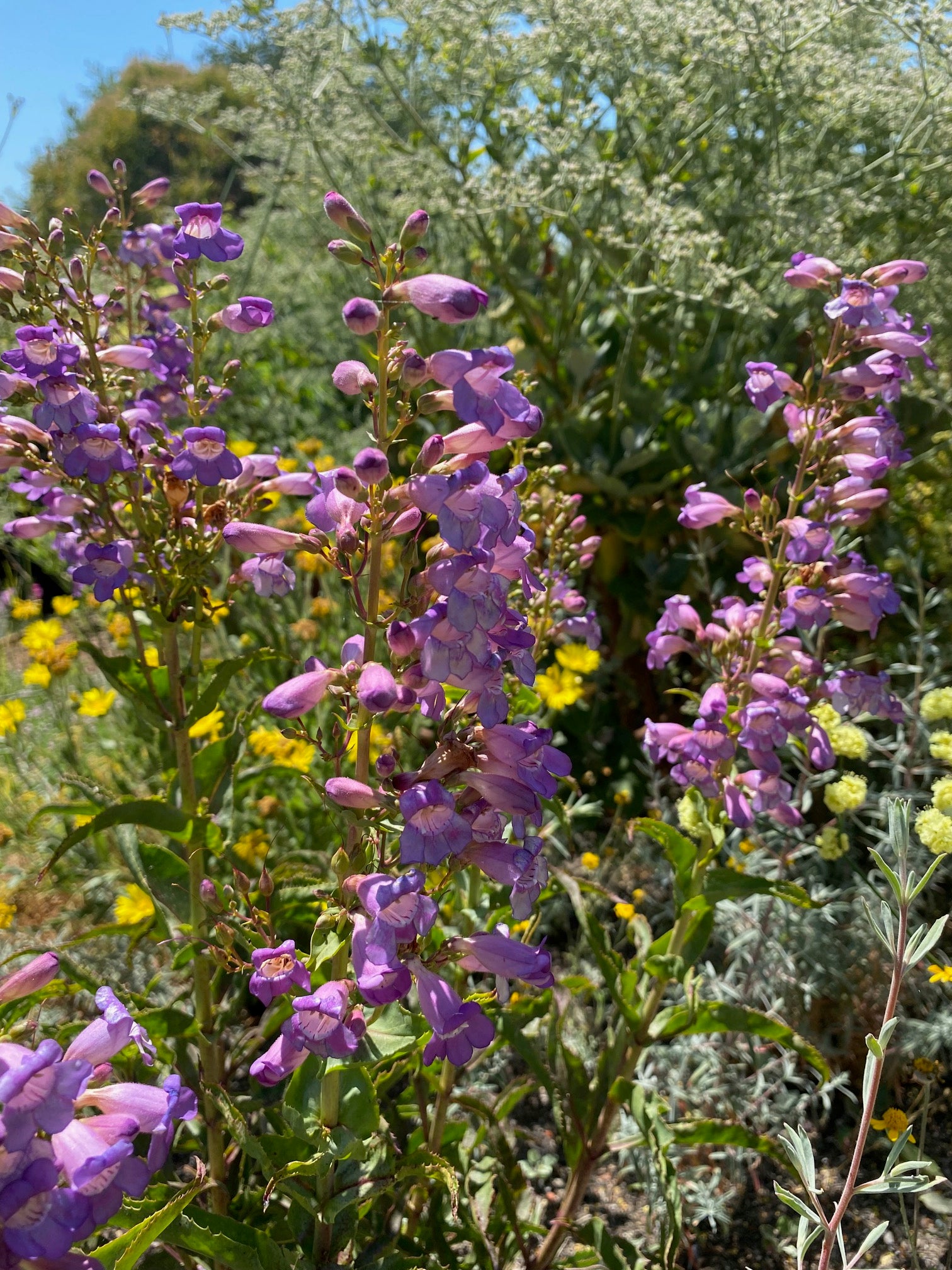 Showy Penstemon | Penstemon spectabilis