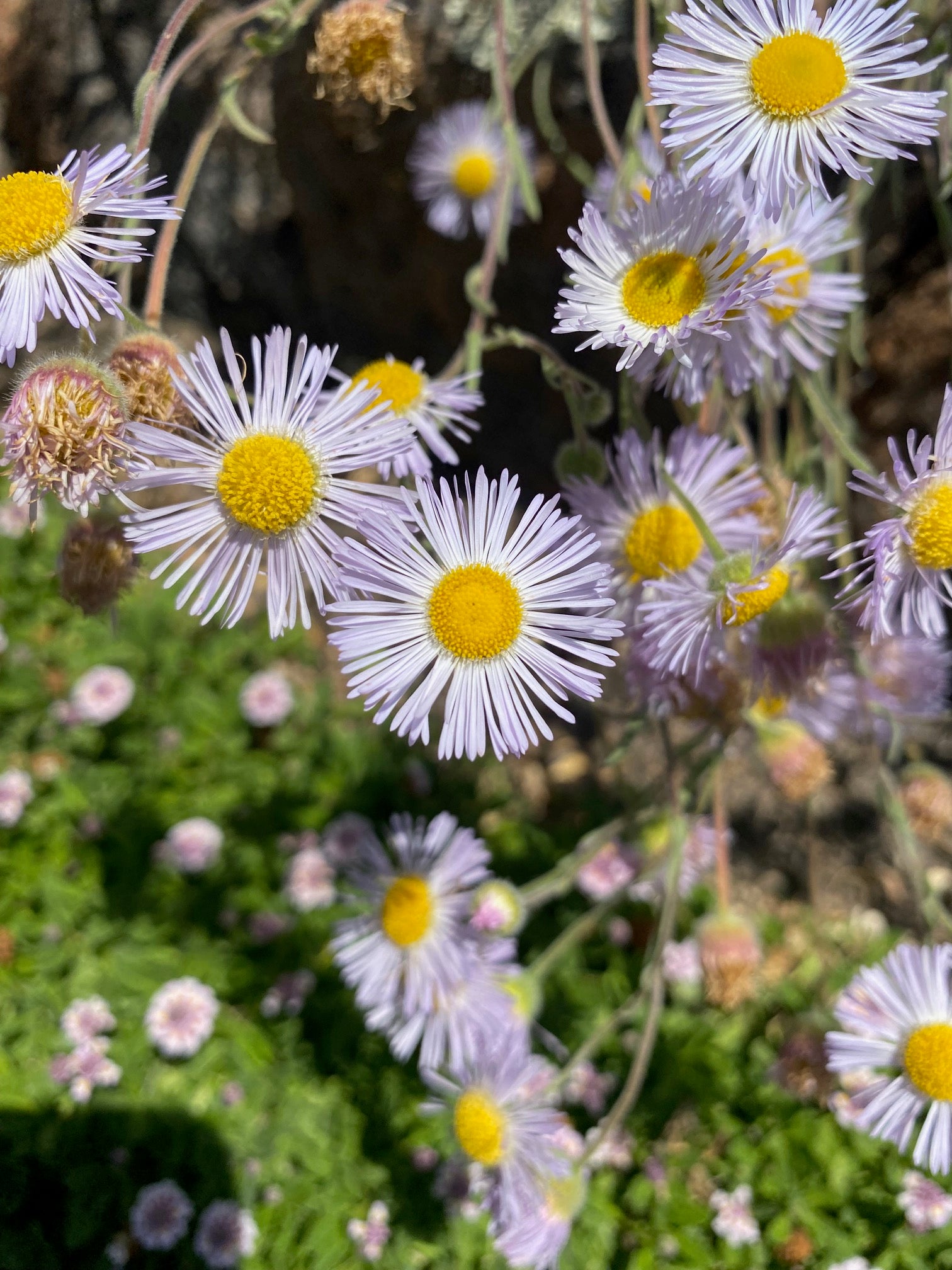 Diffuse Daisy | Erigeron divergens seeds