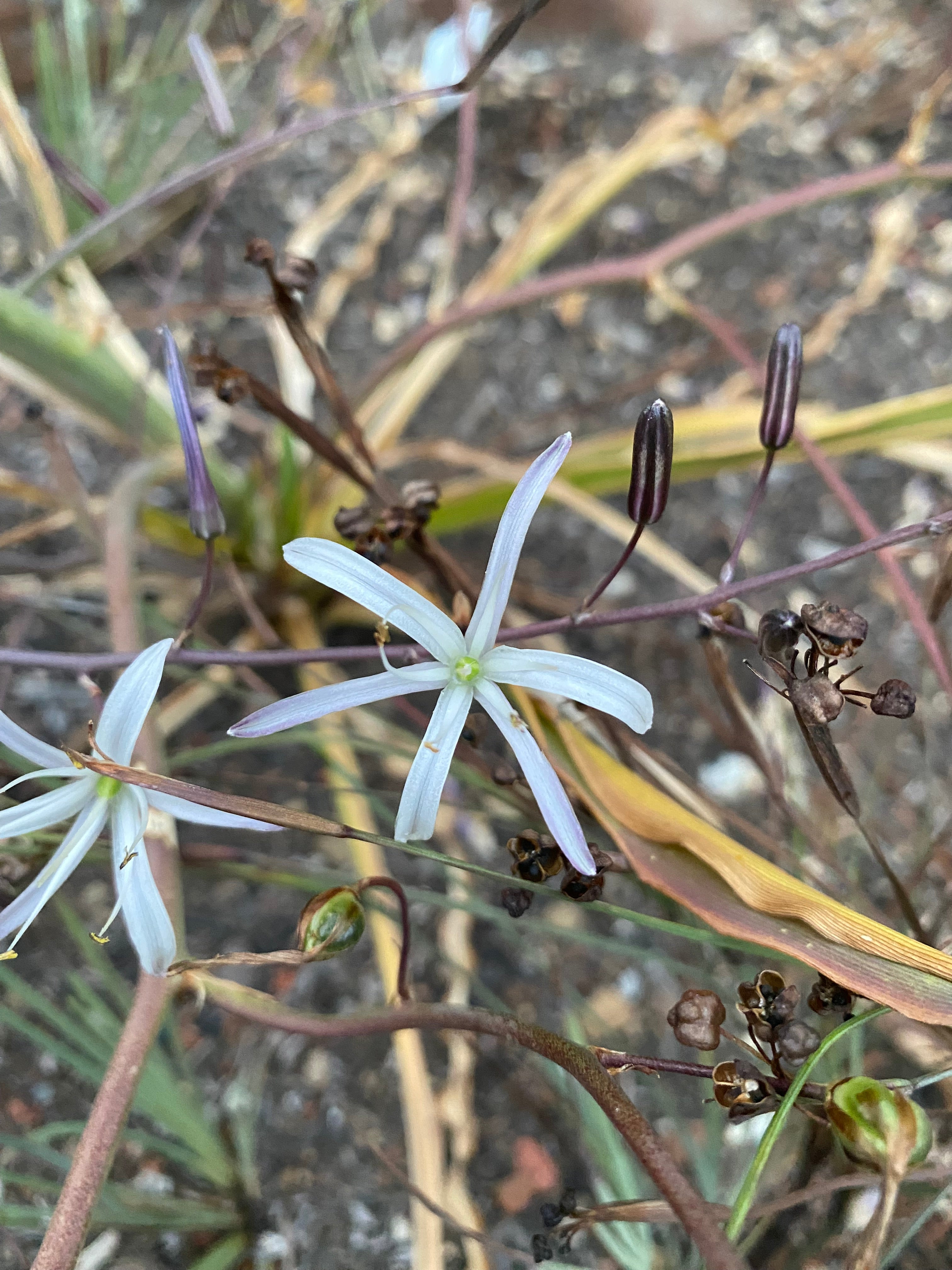 Soap Plant | Chlorogalum pomeridianum