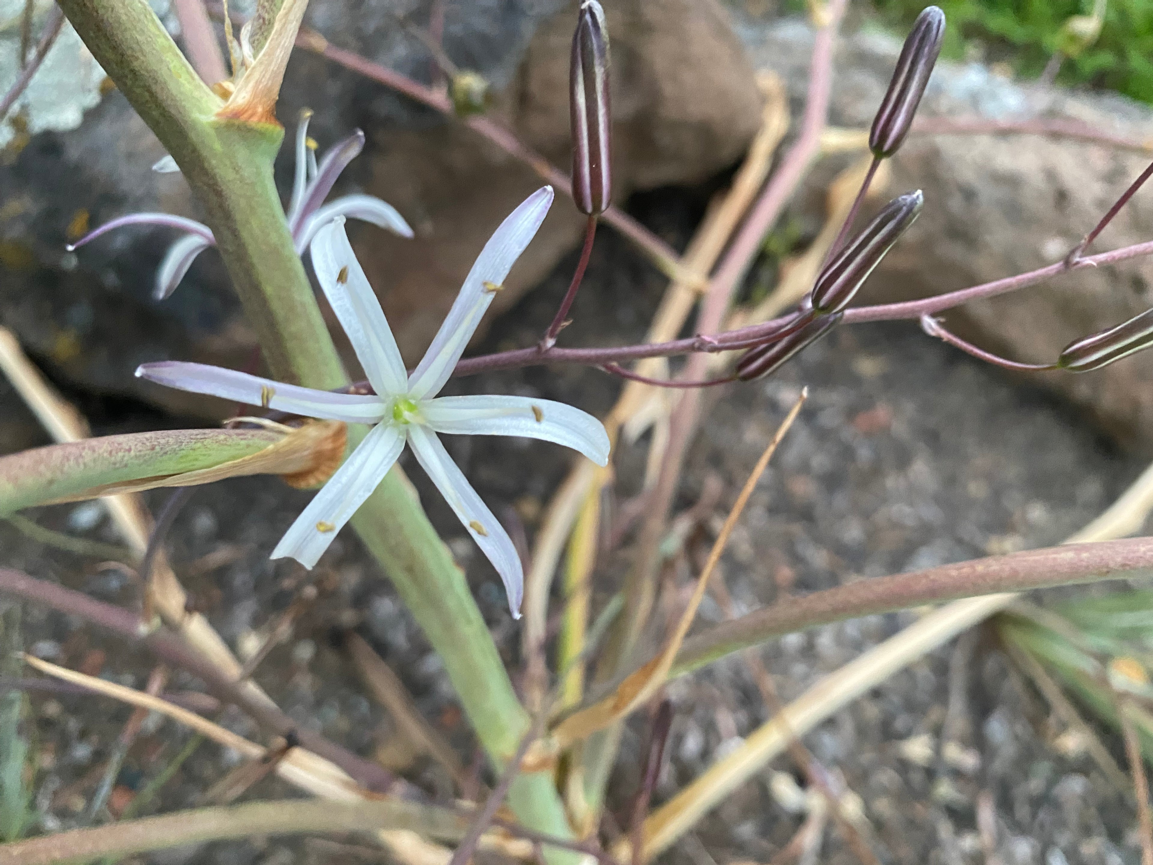 Soap Plant | Chlorogalum pomeridianum