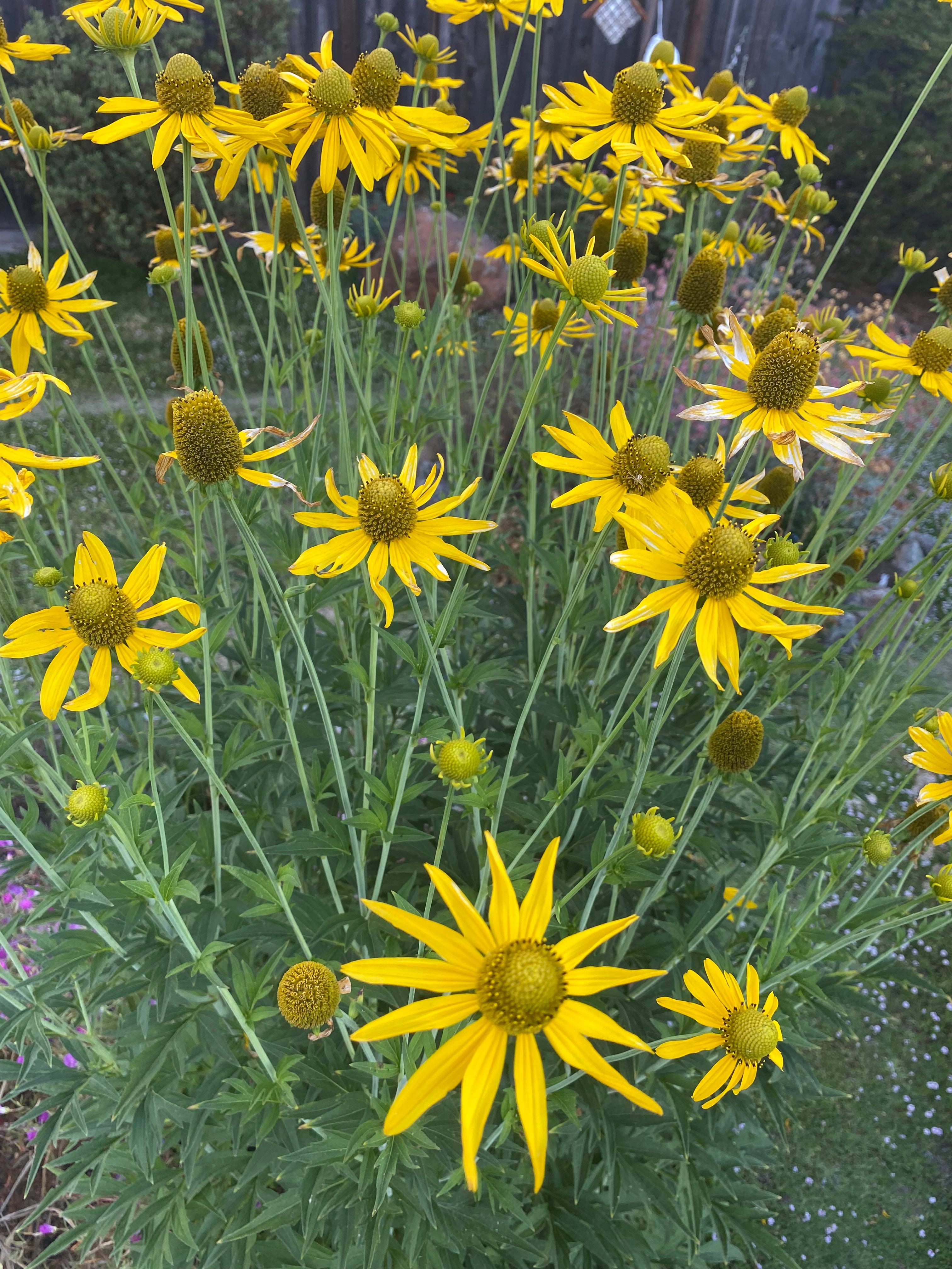California Coneflower | Rudbeckia californica seeds