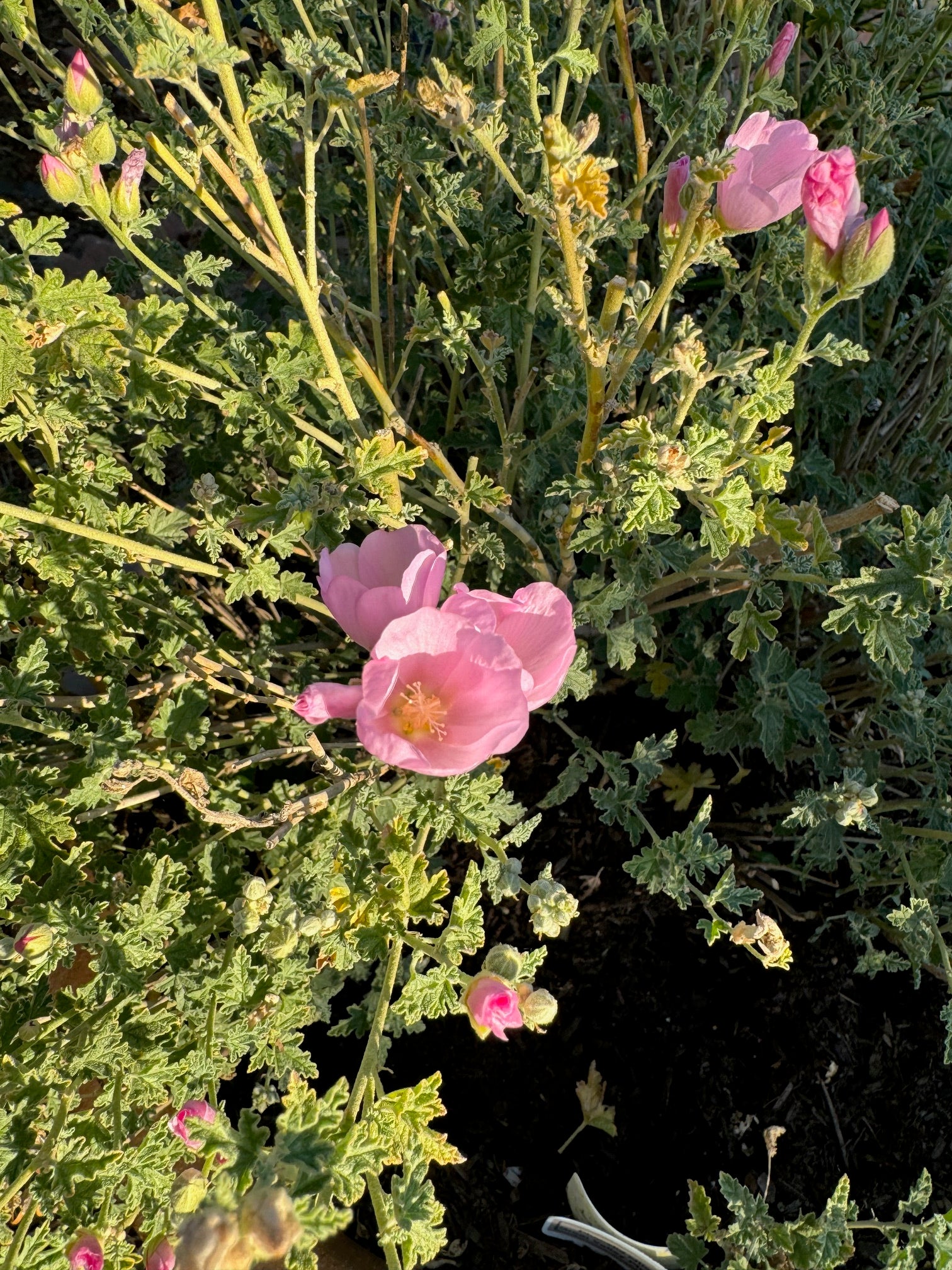 Desert Globemallow | Sphaeralcea ambigua seeds