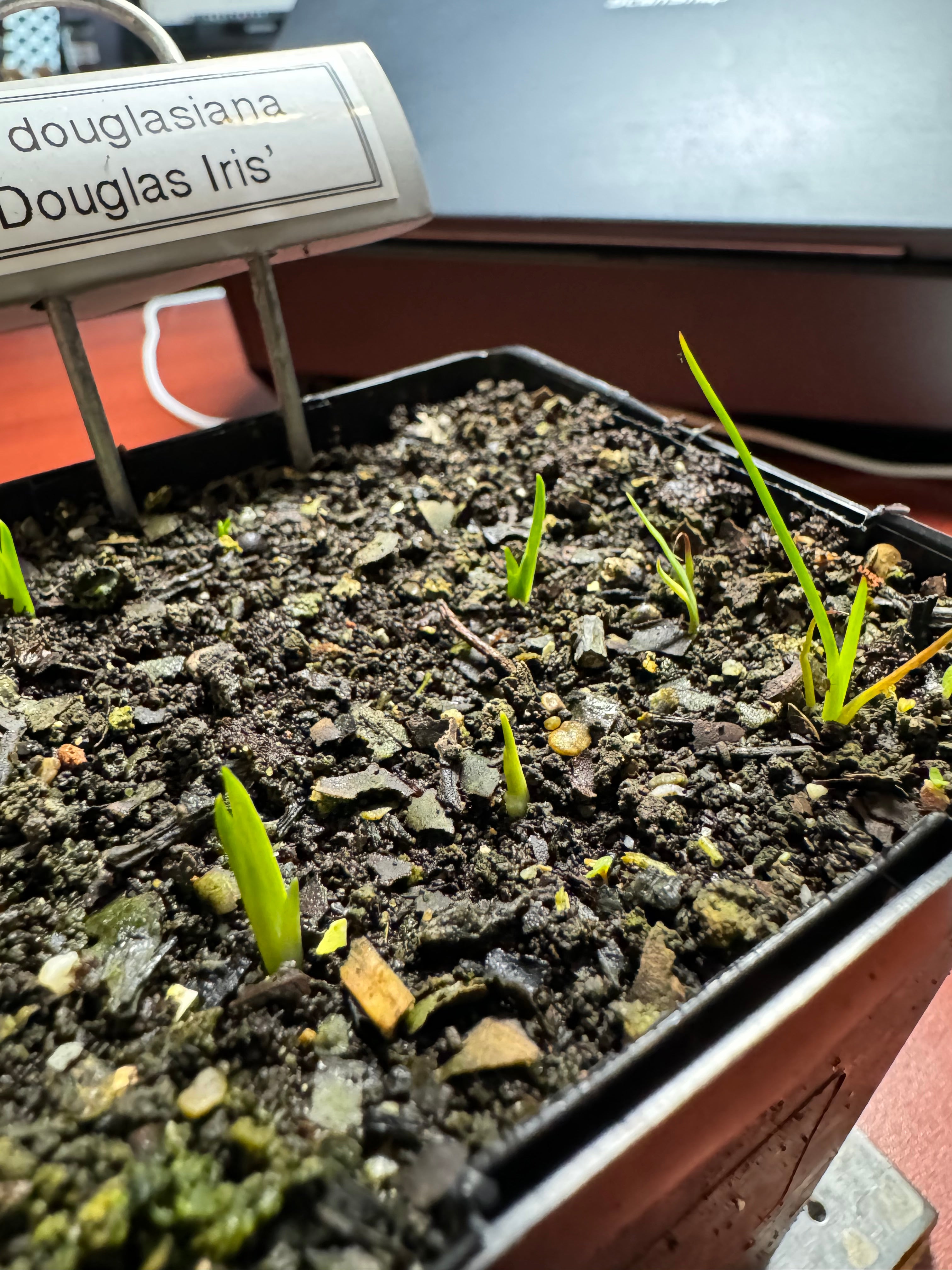 Douglas Iris | Iris douglasiana seeds