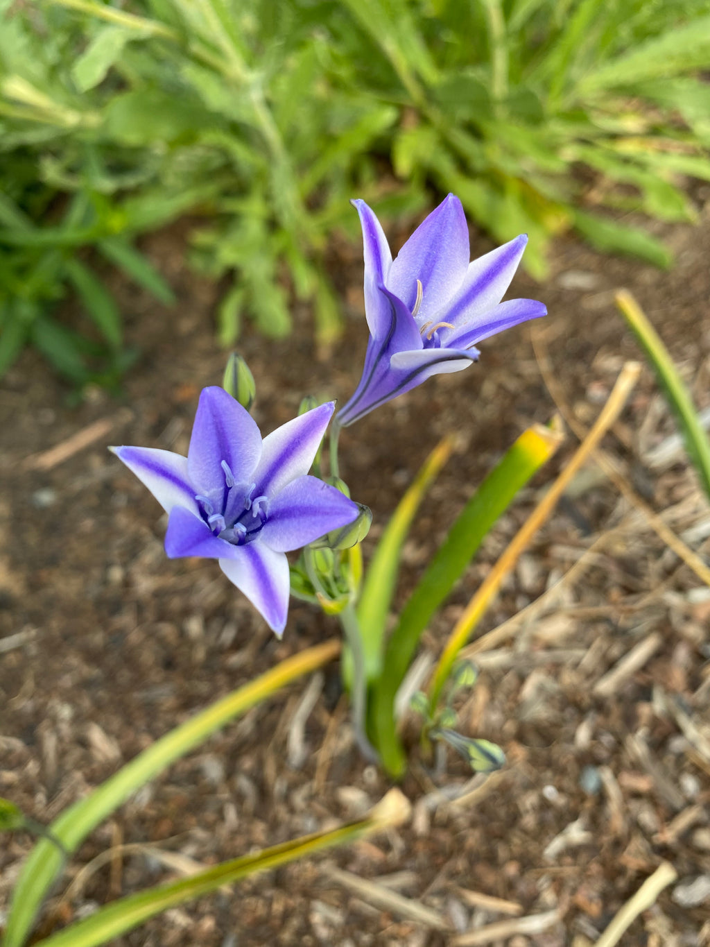 Ithuriel's Spear | Triteleia laxa