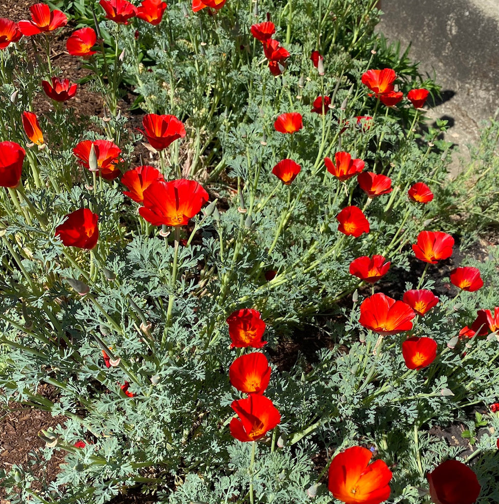 California Poppy "Red Chief" | Eschscholzia californica Seeds