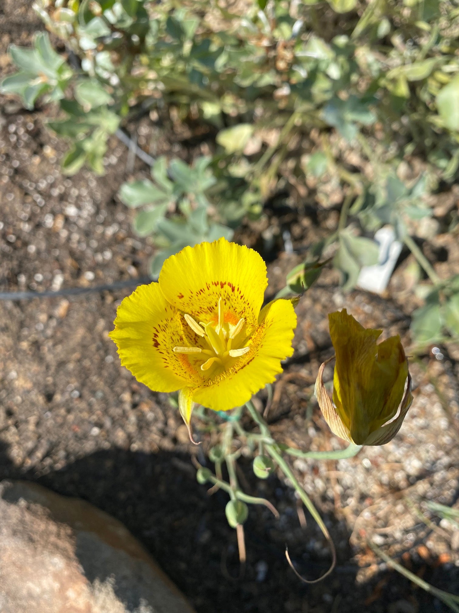 Yellow Mariposa Lily | Calochortus Luteus
