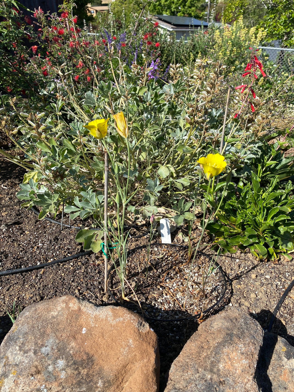 Yellow Mariposa Lily | Calochortus Luteus
