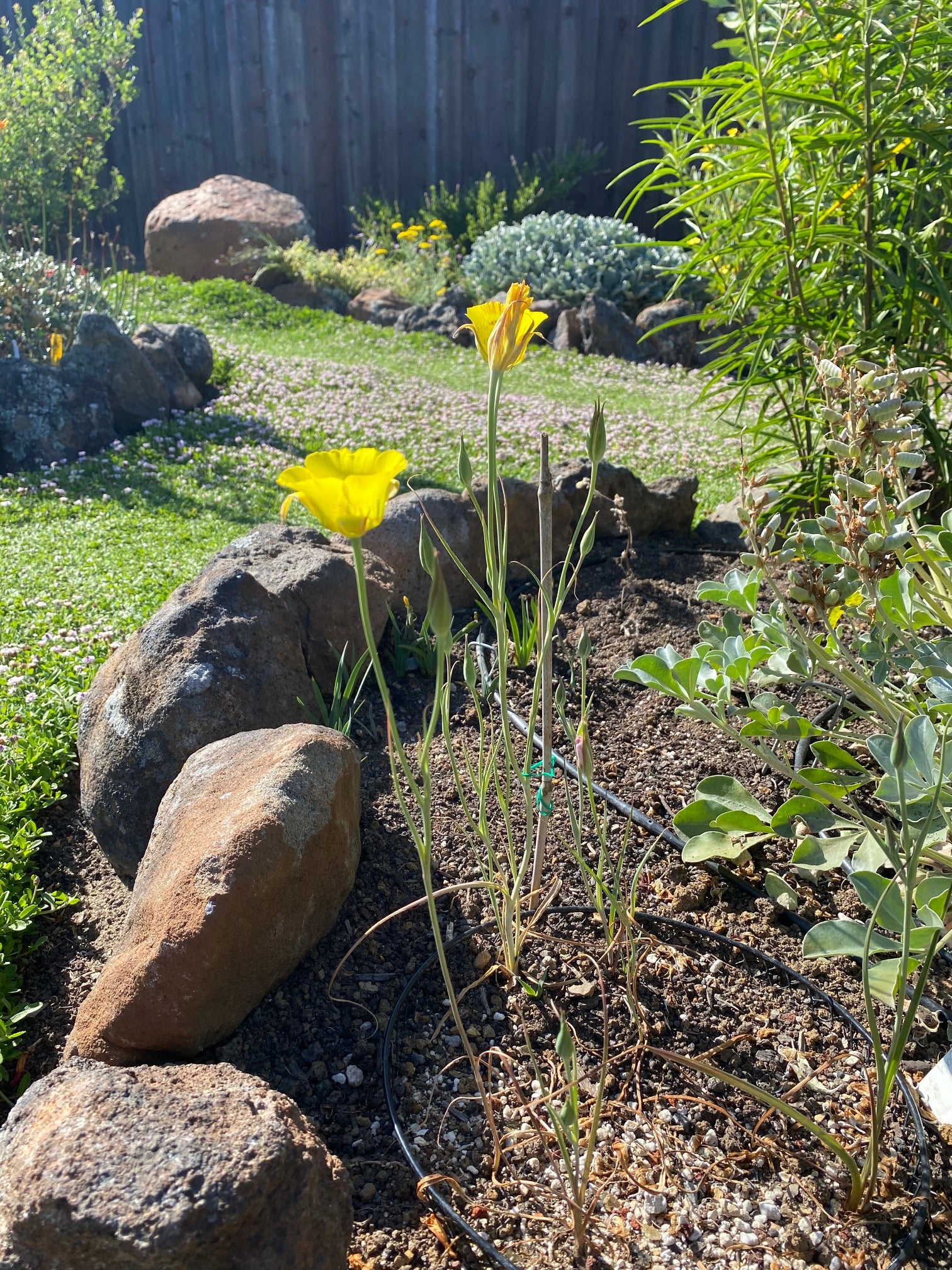 Yellow Mariposa Lily | Calochortus Luteus