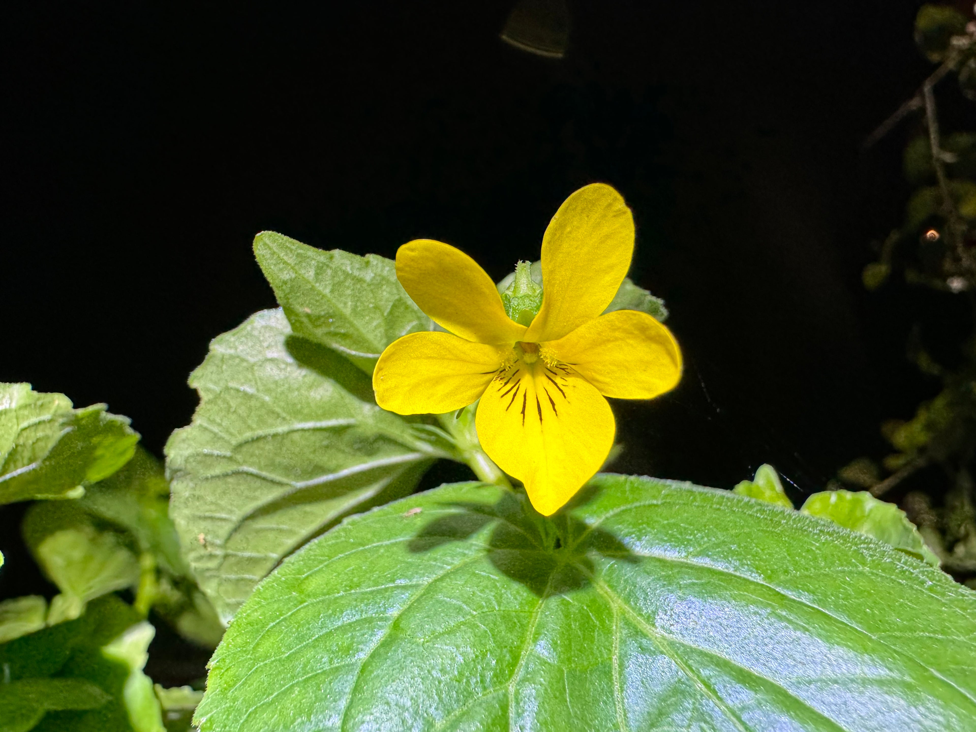 Stream Violet | Viola glabella