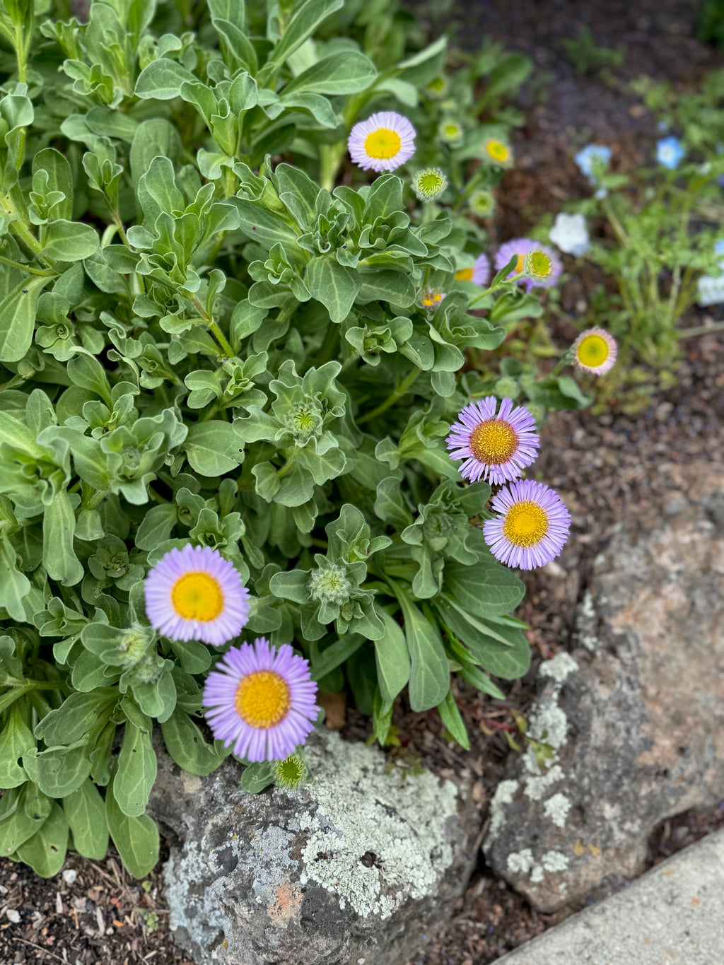 Seaside Daisy | Erigeron glaucus seeds