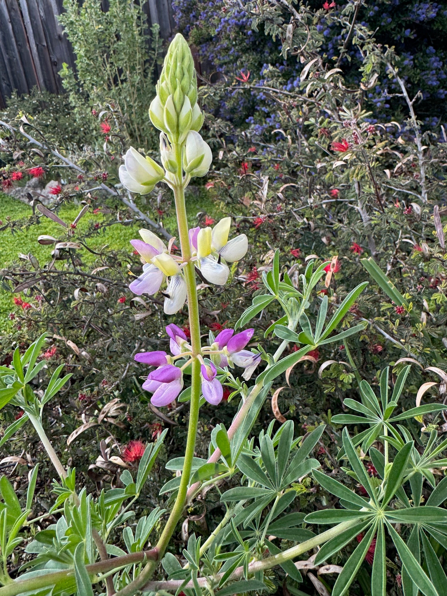 Manycolored Lupine | Lupinus variicolor seeds