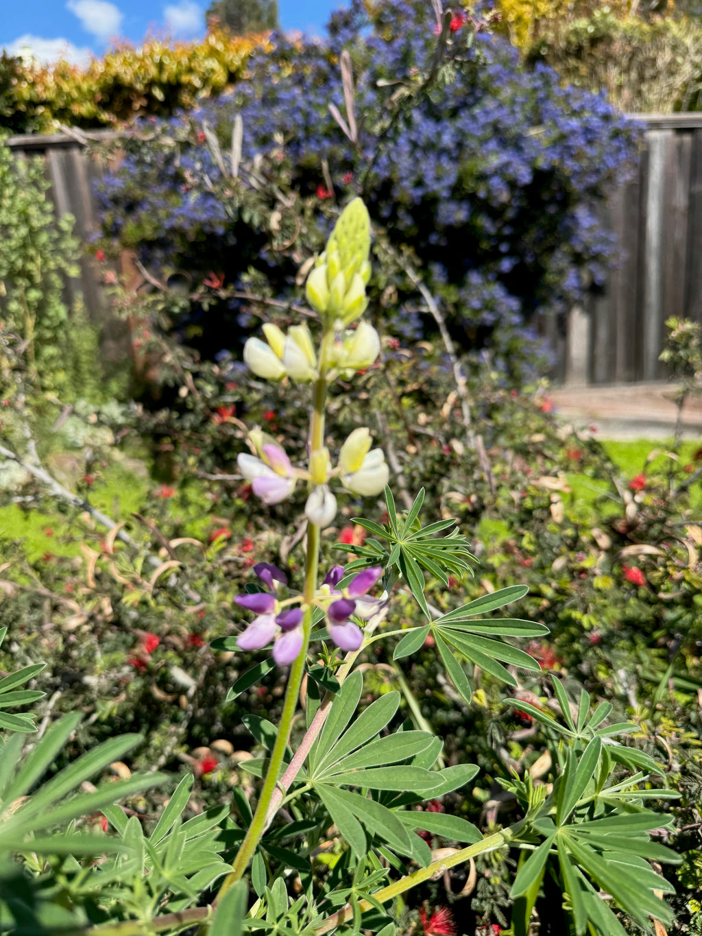 Manycolored Lupine | Lupinus variicolor