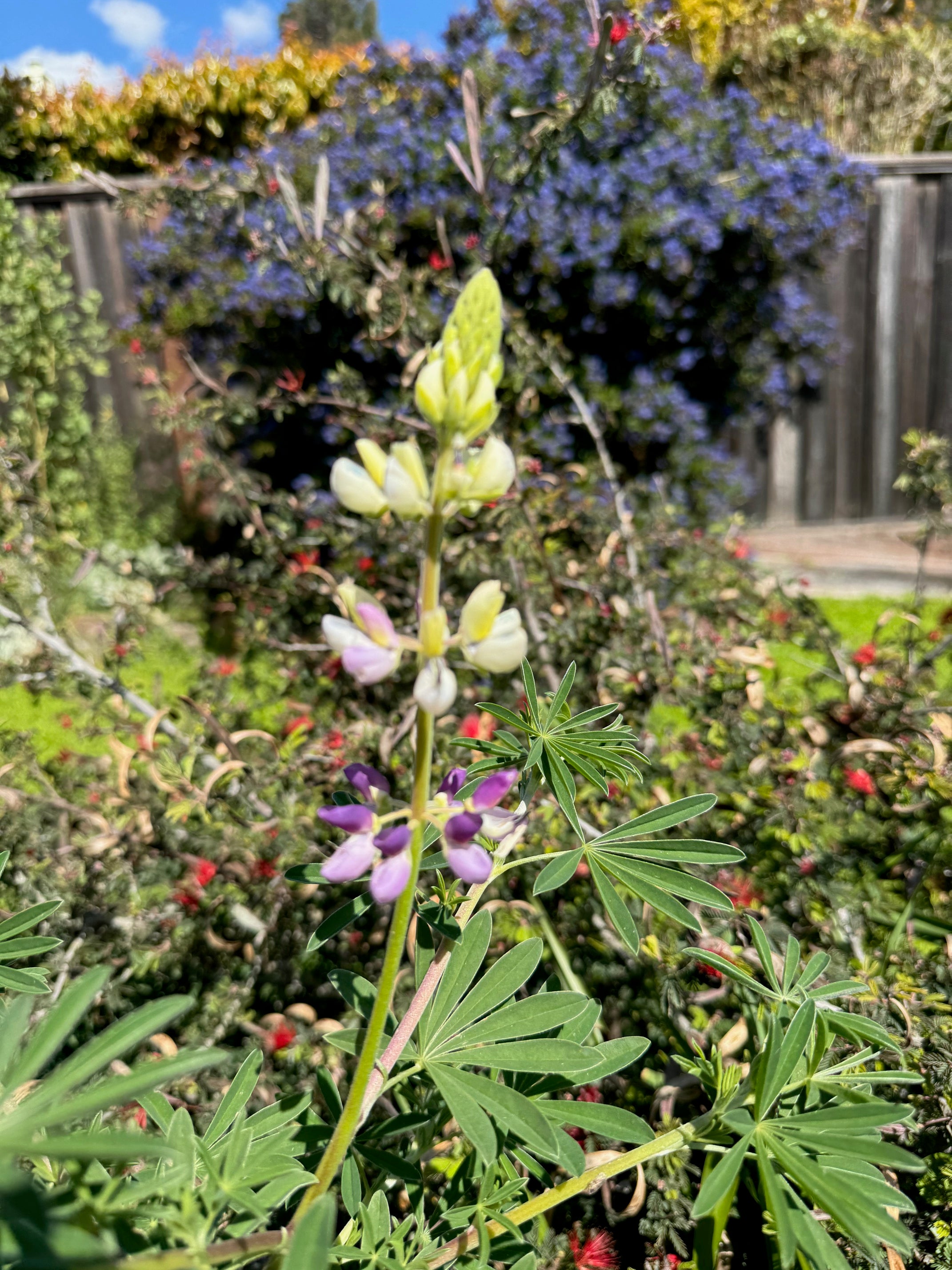 Manycolored Lupine | Lupinus variicolor seeds
